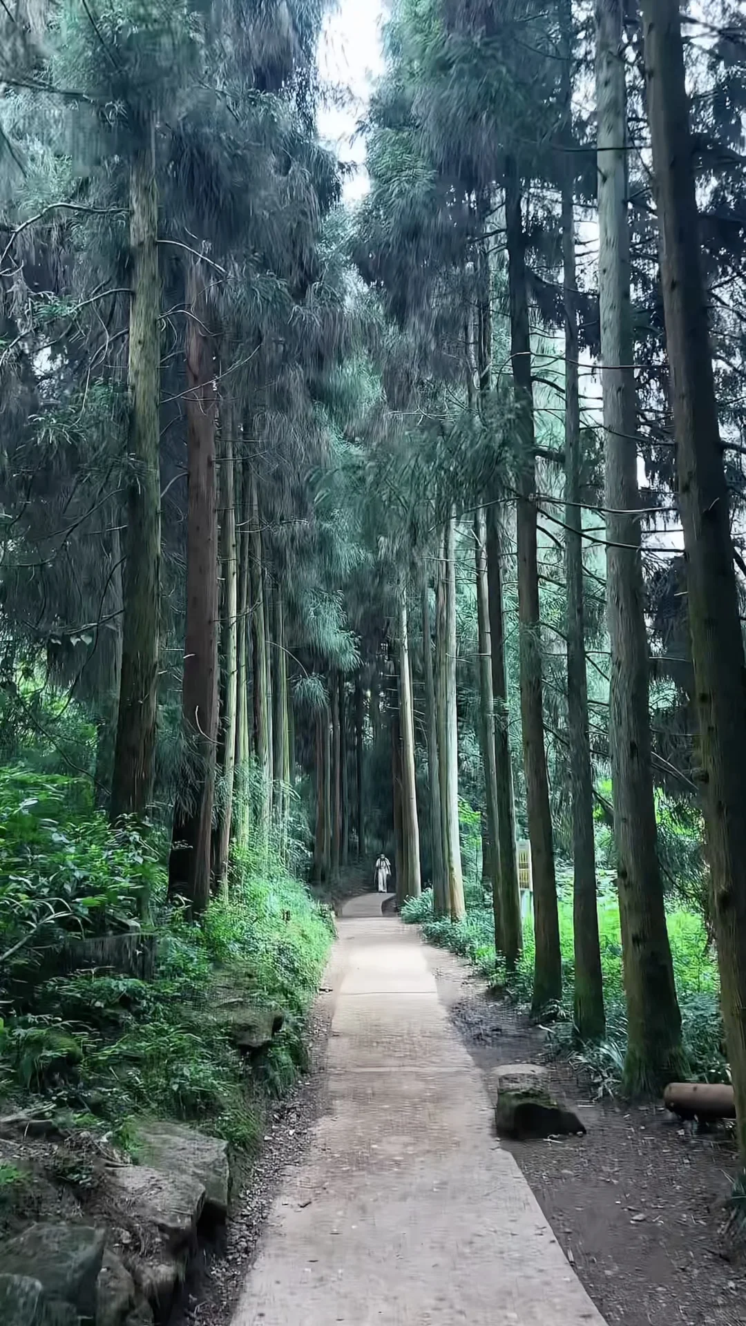 山林吸氧🍃青城后山一日徒步攻略