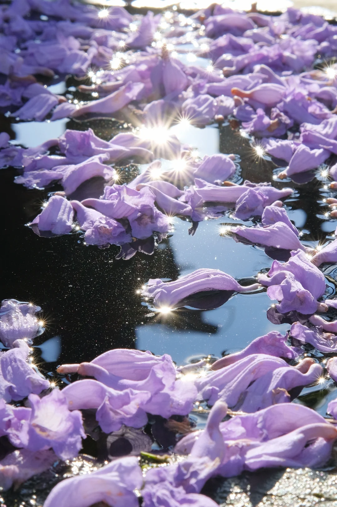 巍山古城｜蓝花楹盛开