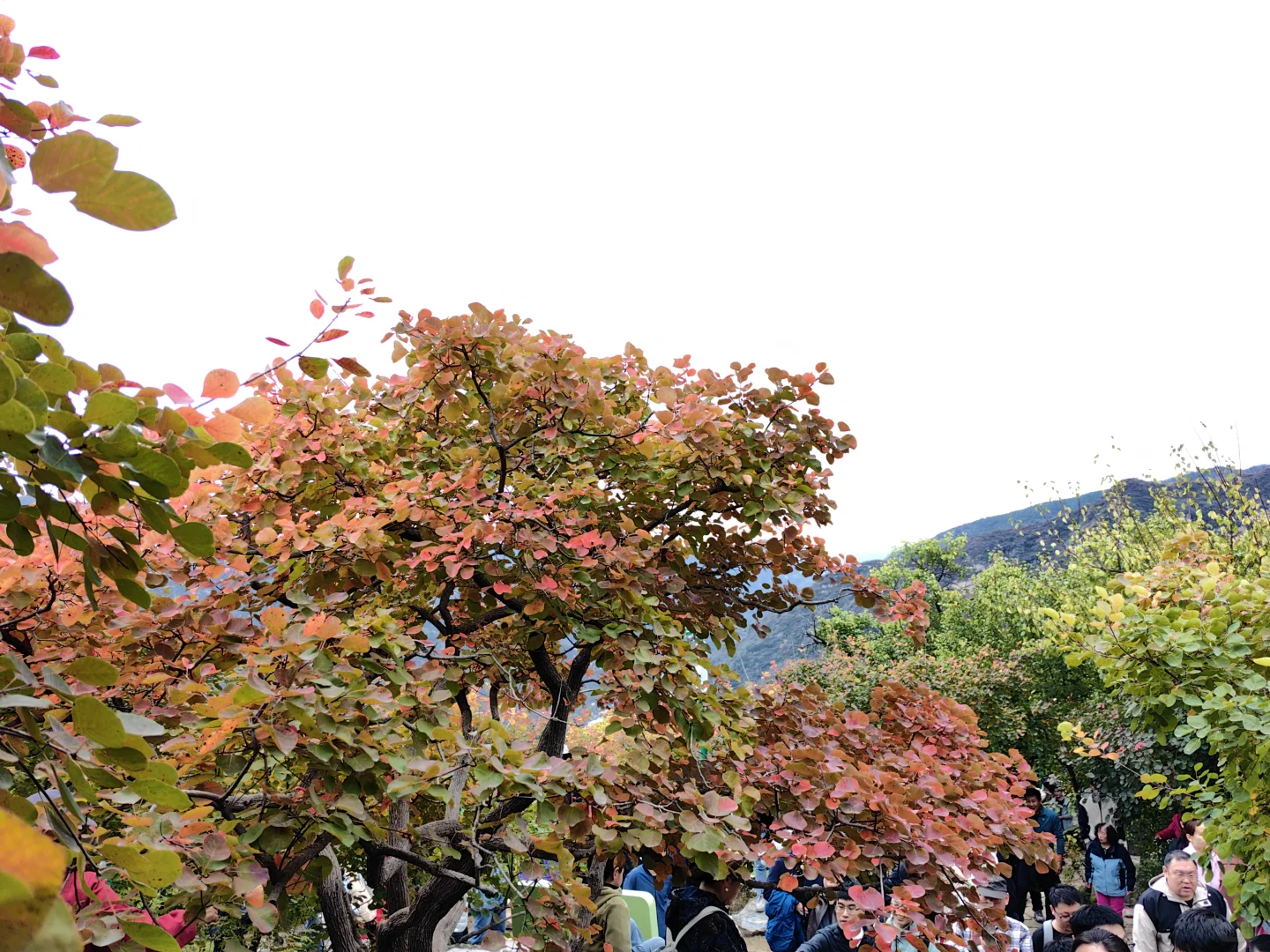 10月18日的坡峰岭红叶