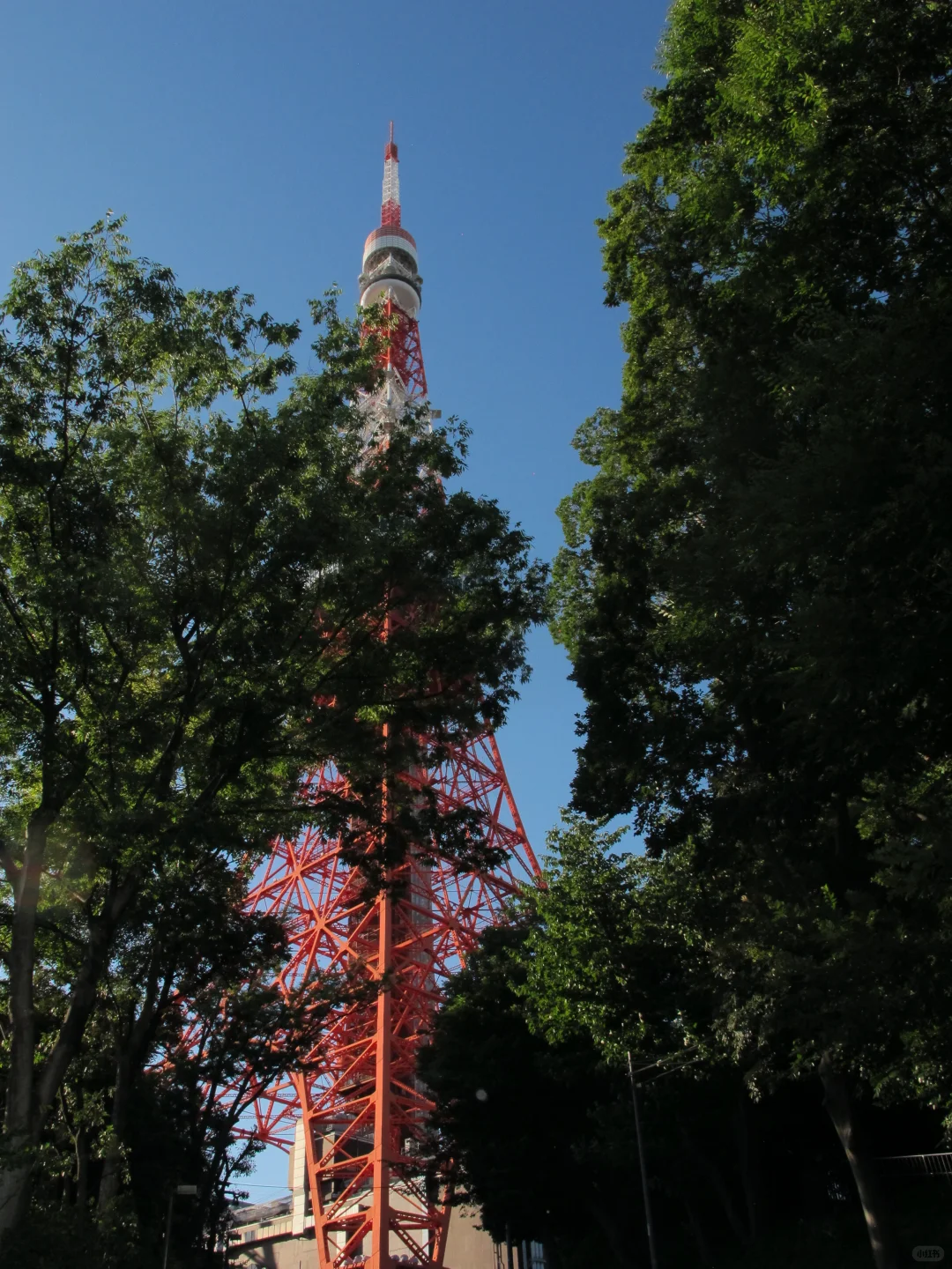 在东京花350找的陪拍🗼带我疯狂出片附攻略