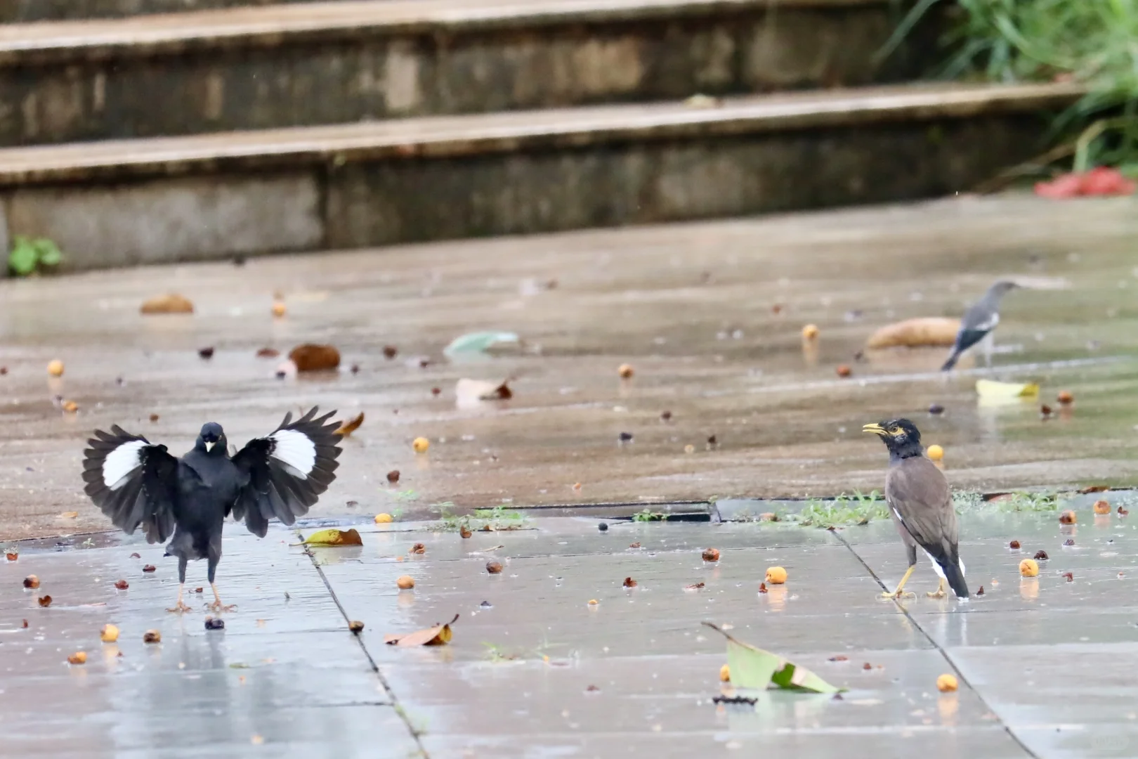三亚观鸟：三亚湾和南山景区
