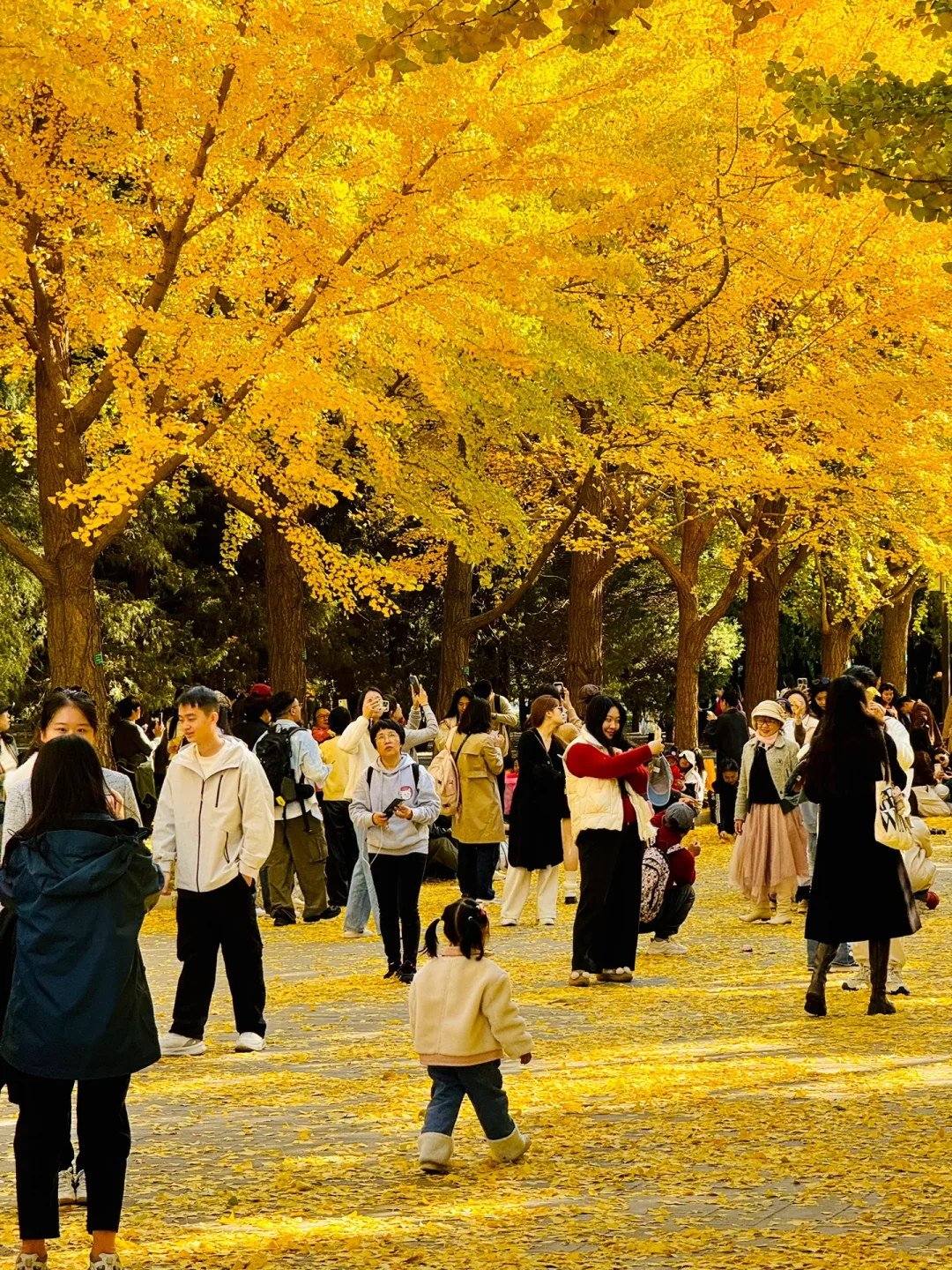 11.3实拍Live，地坛公园铺天盖地银杏雨