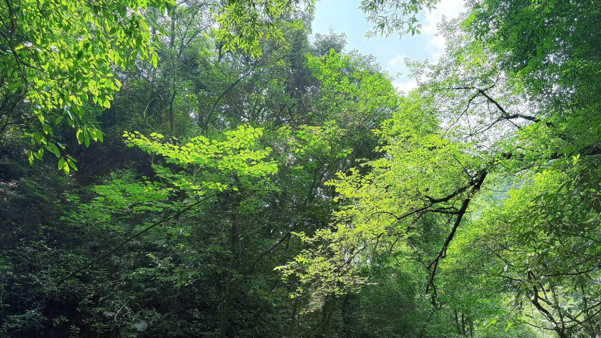 山林吸氧🍃青城后山一日徒步攻略