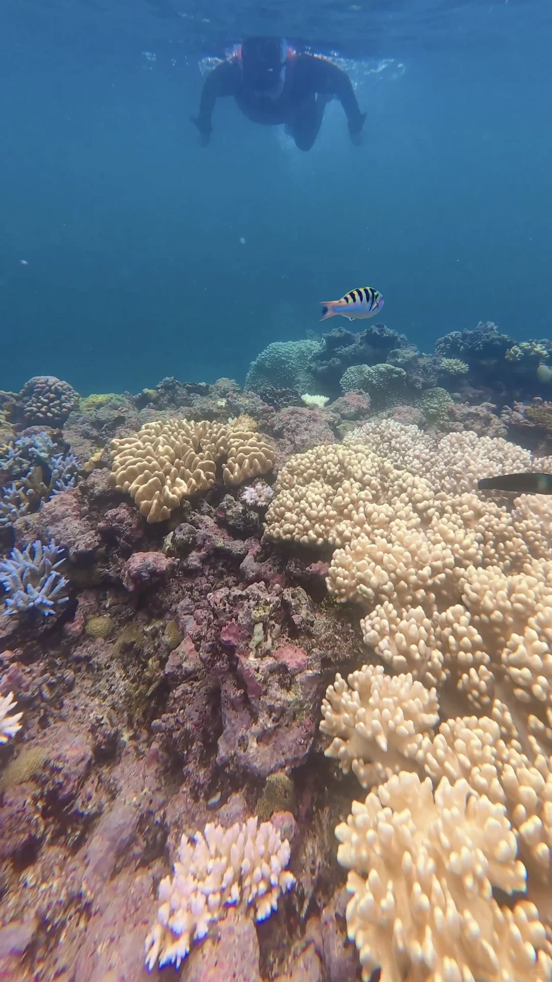 世界自然遗产大堡礁✅