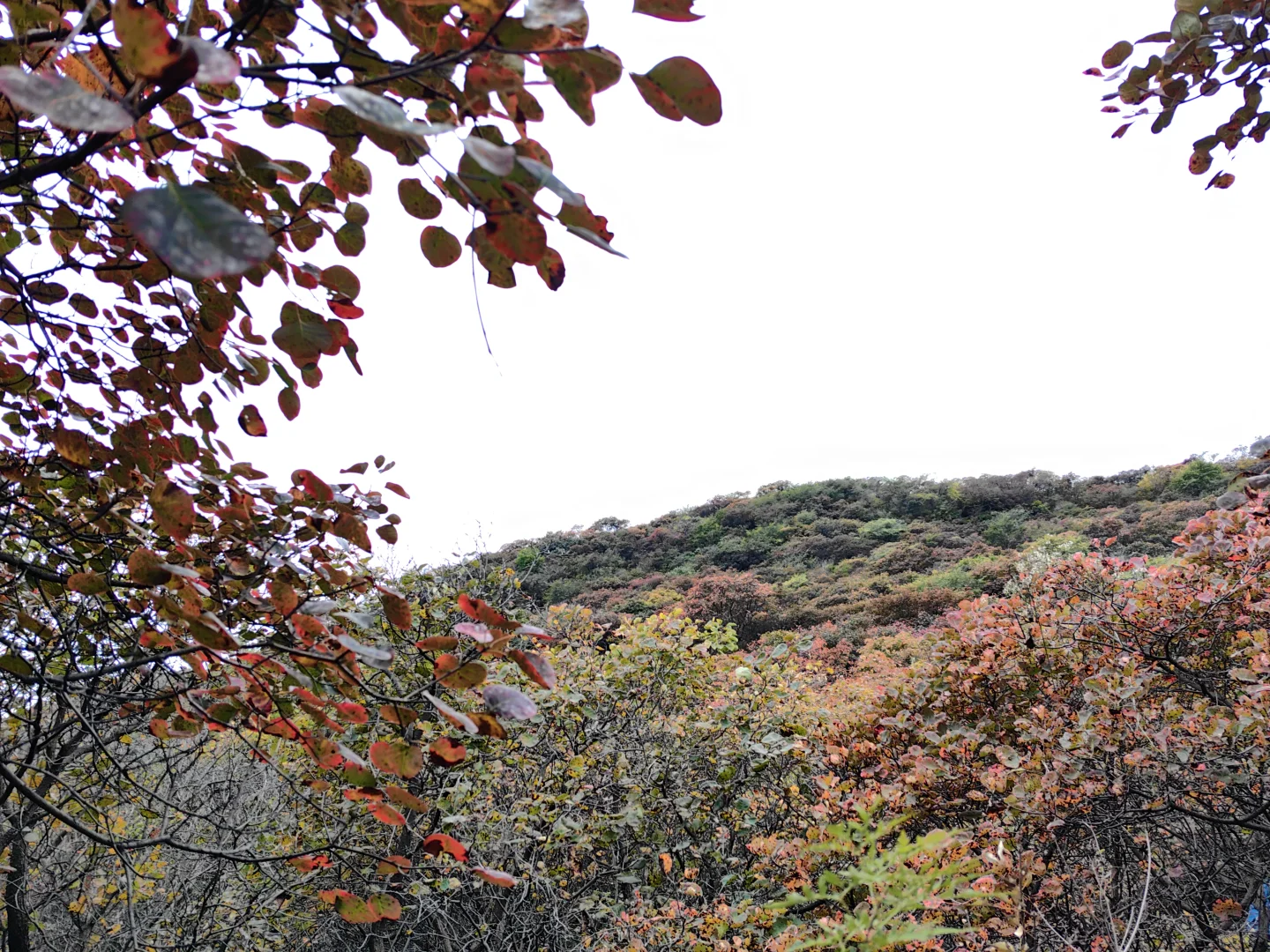 10月18日的坡峰岭红叶
