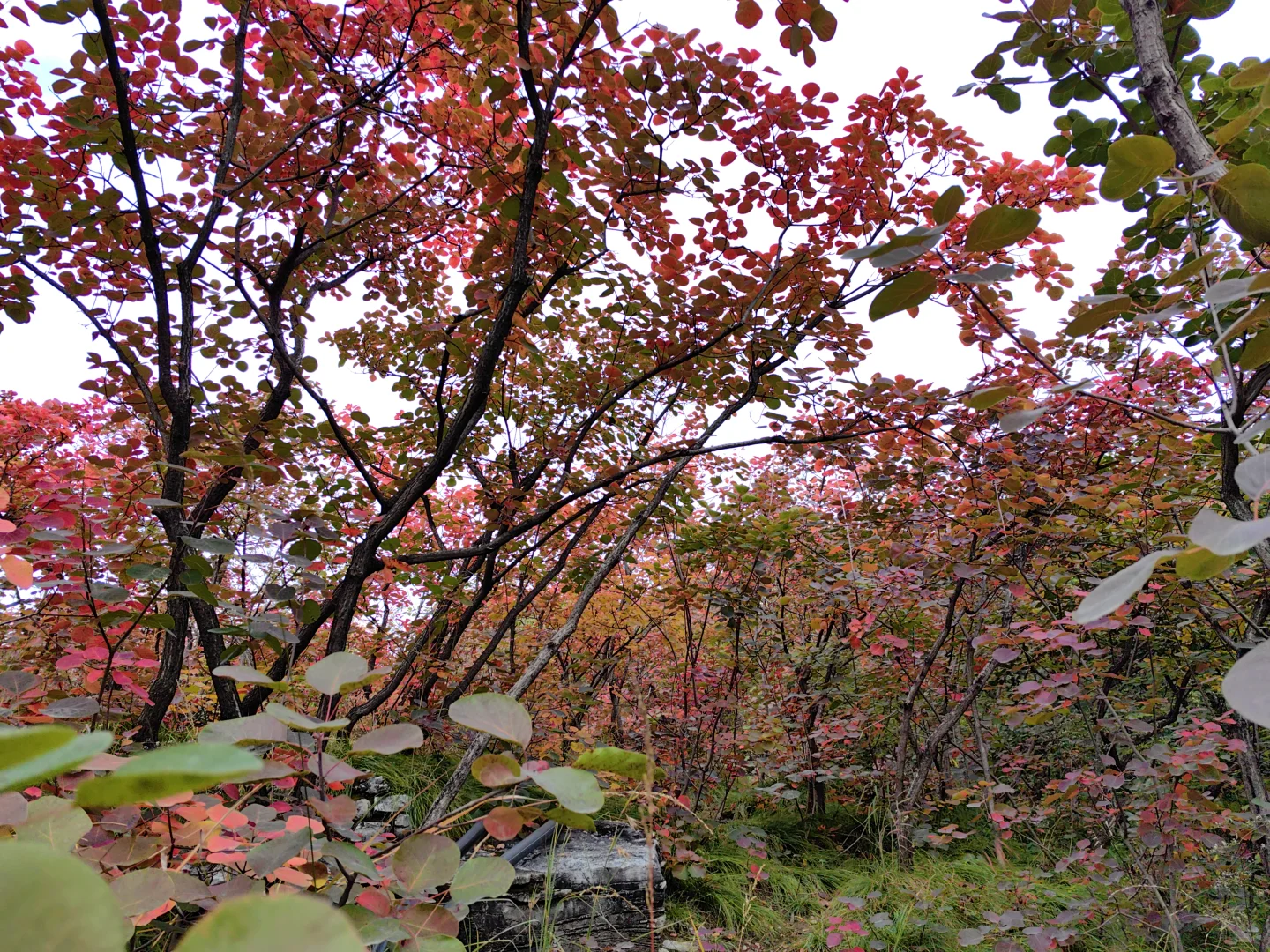 10月18日的坡峰岭红叶