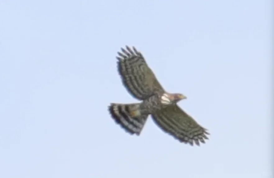 三亚观鸟：三亚湾和南山景区