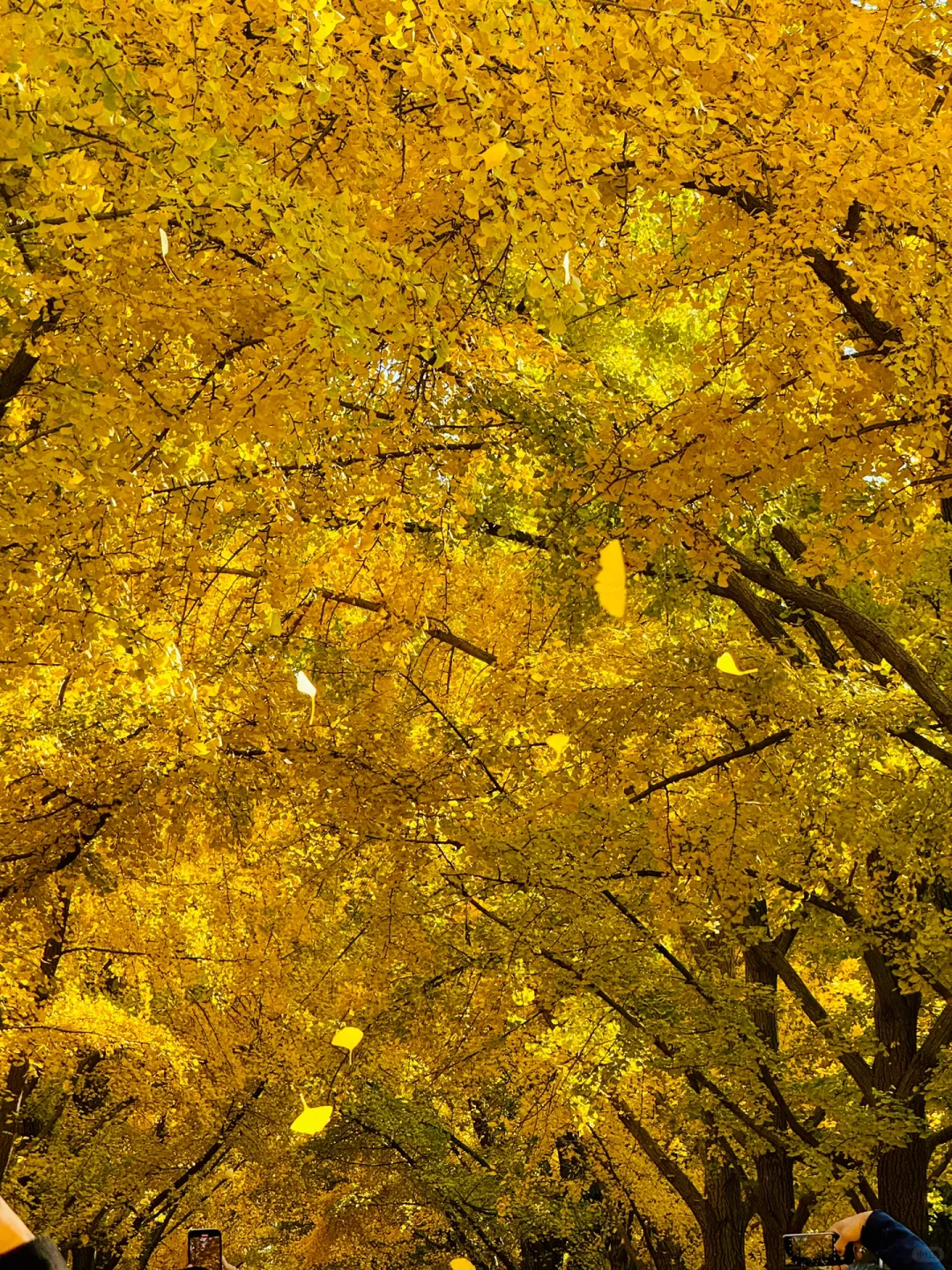 11.3实拍Live，地坛公园铺天盖地银杏雨