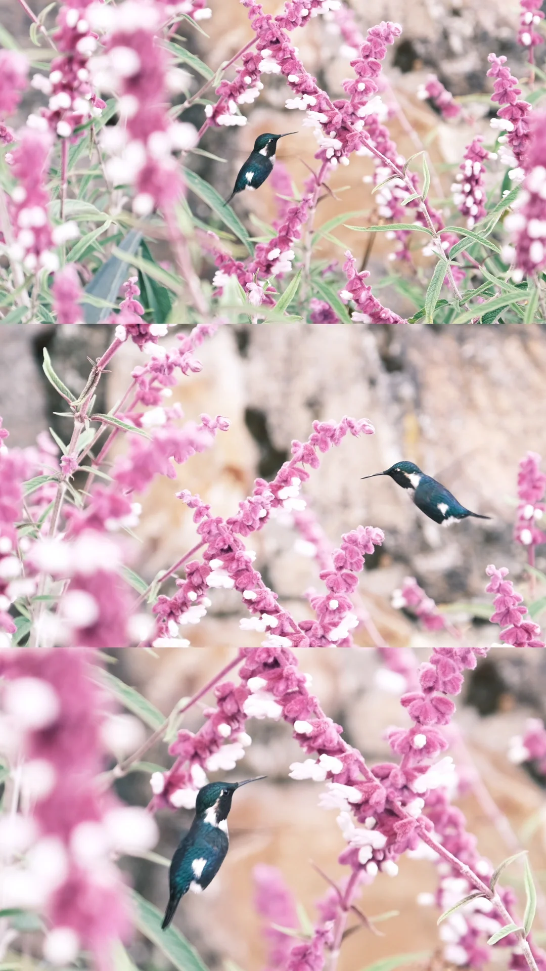 🇨🇴哥伦比亚·波哥大好去处 Monserrate⛰️
