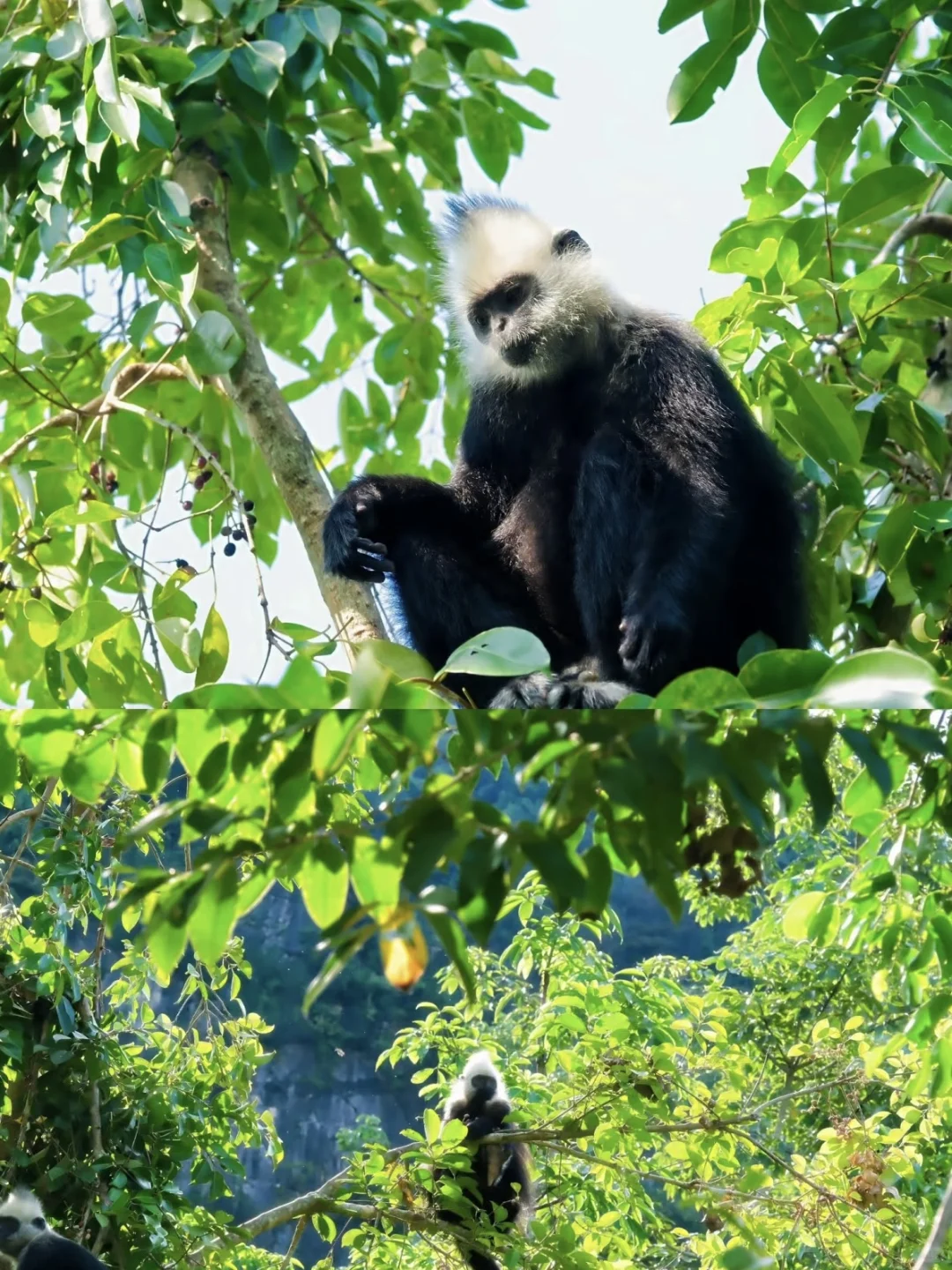 放弃三亚了，带娃去22℃的涠洲岛追鲸鱼啦~
