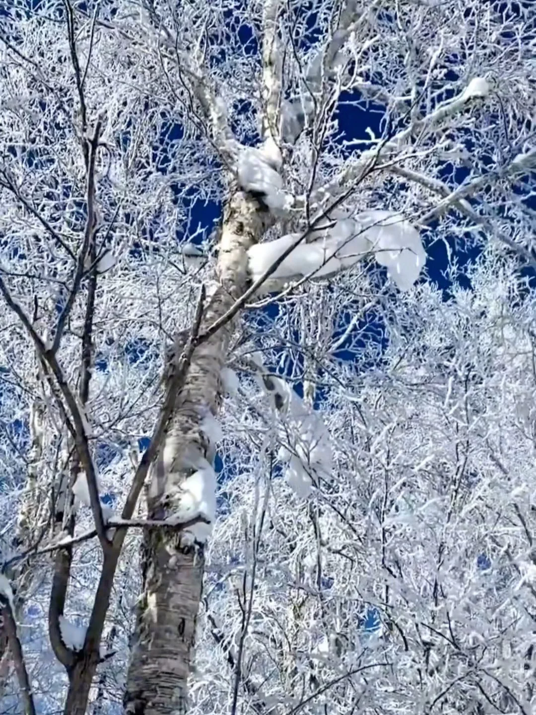 东北6天5晚保姆级攻略❄️长白山+延吉+哈尔滨