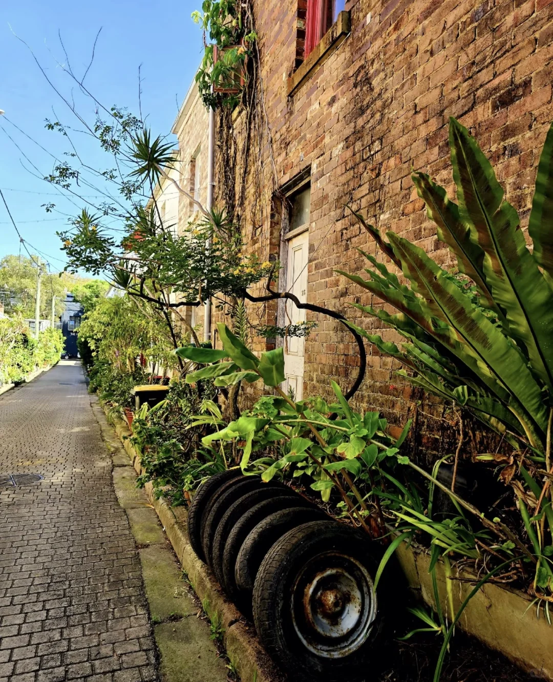 🇦🇺悉尼99%游客都错过的神仙玩法!