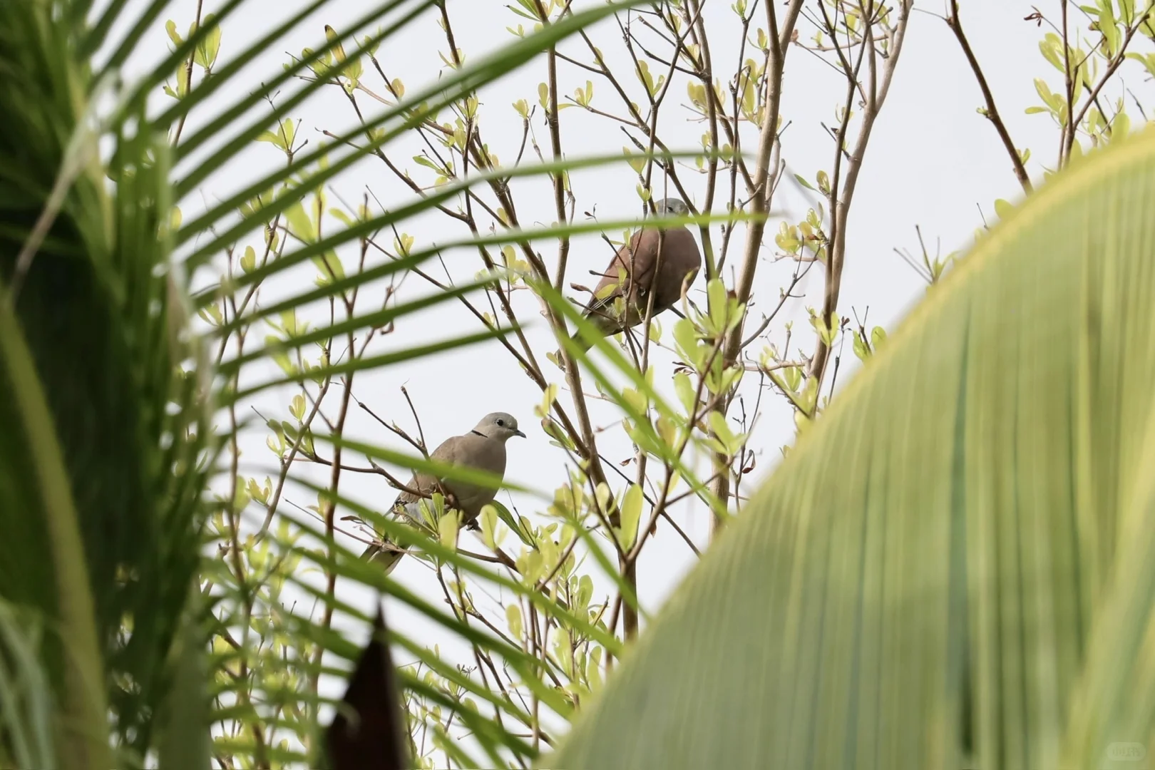 三亚观鸟：三亚湾和南山景区