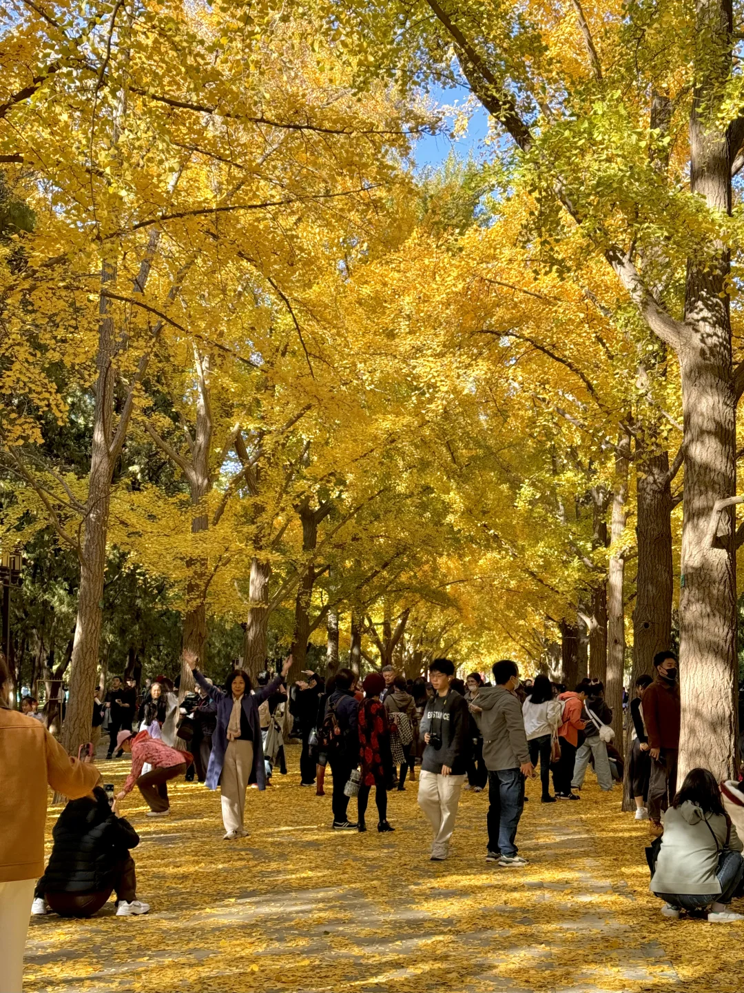 11.3实拍Live，地坛公园铺天盖地银杏雨