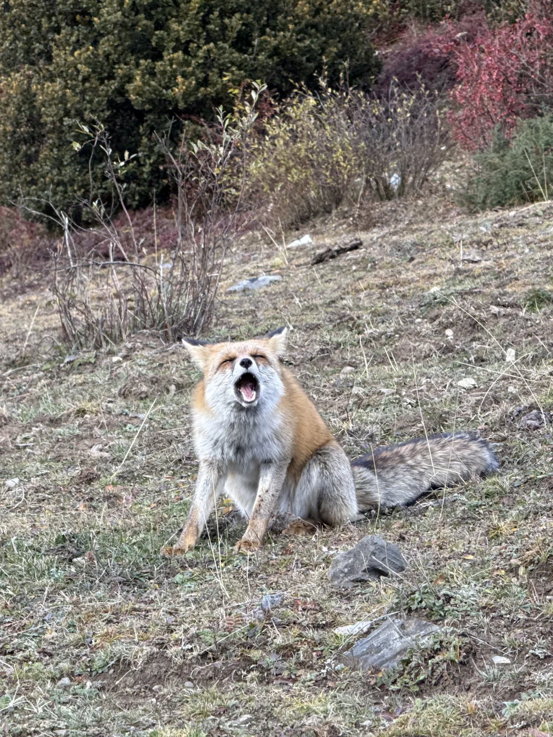 在川西拍到了我的人生live!🍁
