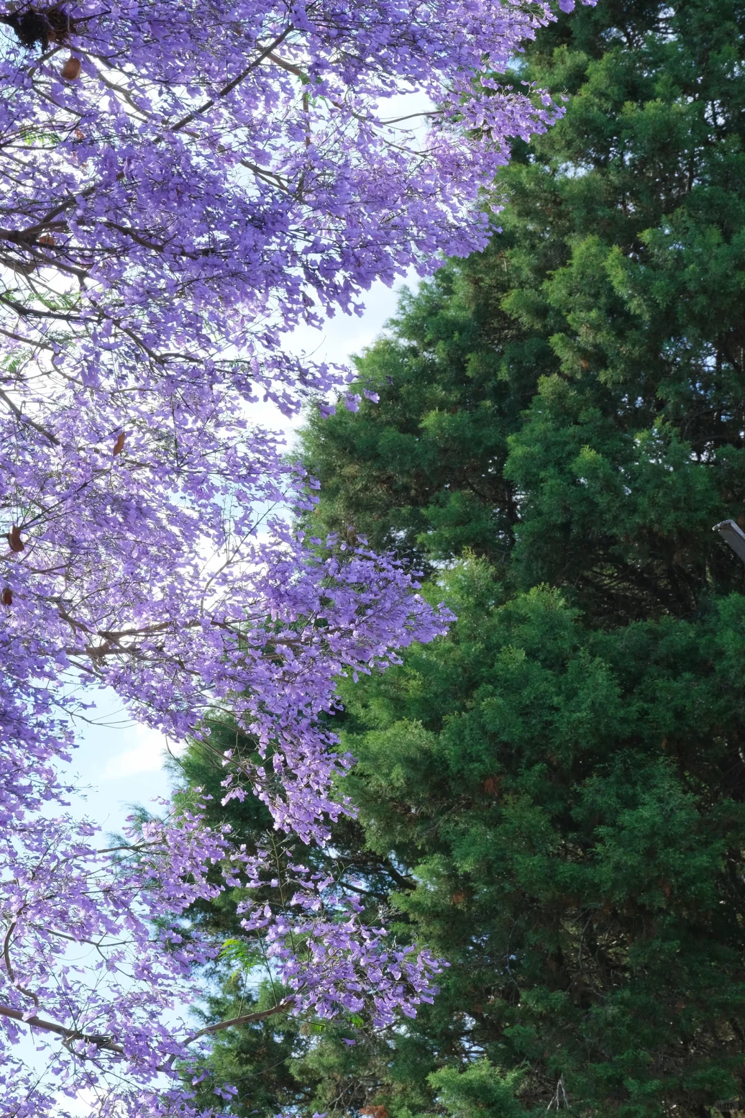 巍山古城｜蓝花楹盛开