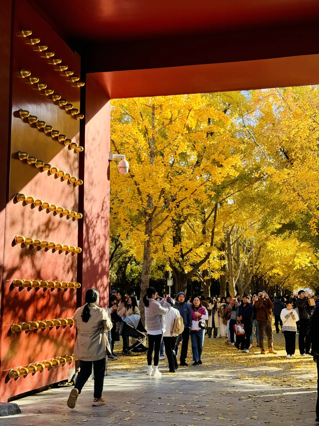 11.3实拍Live，地坛公园铺天盖地银杏雨