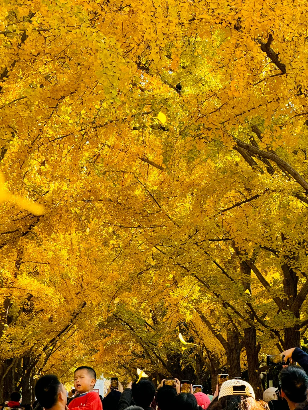 11.3实拍Live，地坛公园铺天盖地银杏雨