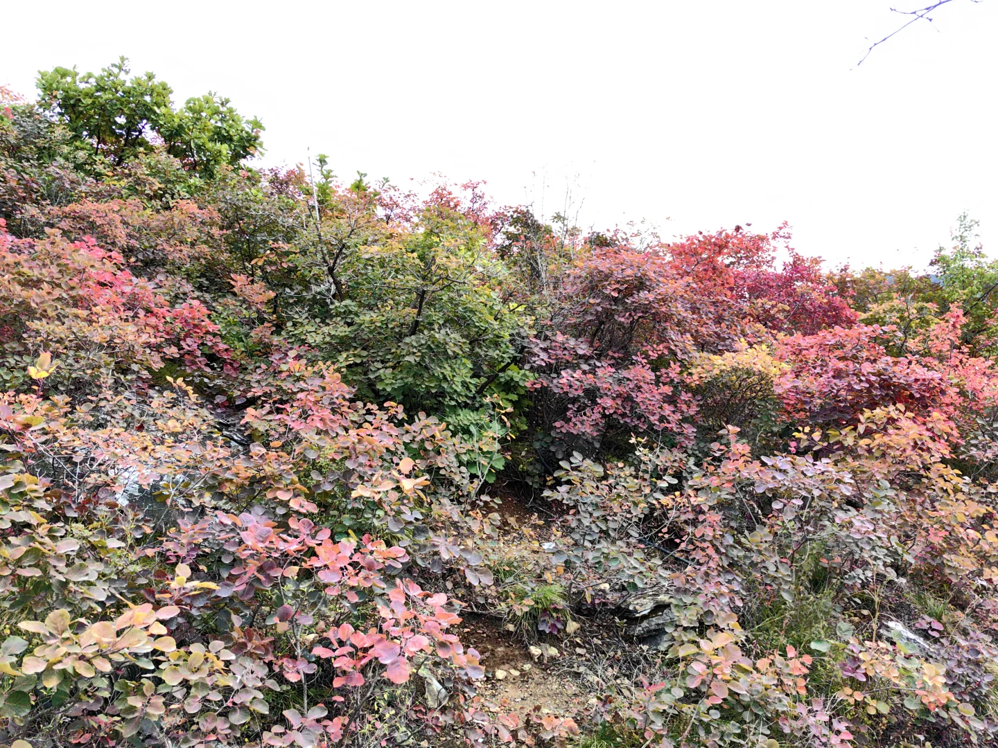 10月18日的坡峰岭红叶