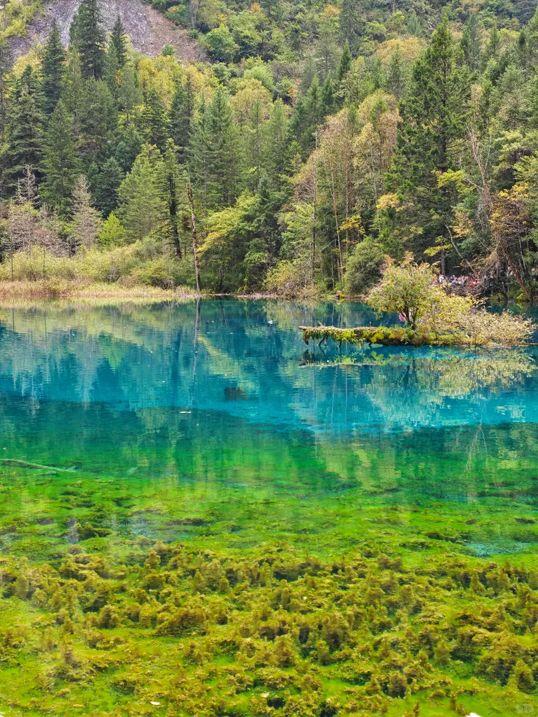 假如川西有段位💁选出你心目中的top1❗