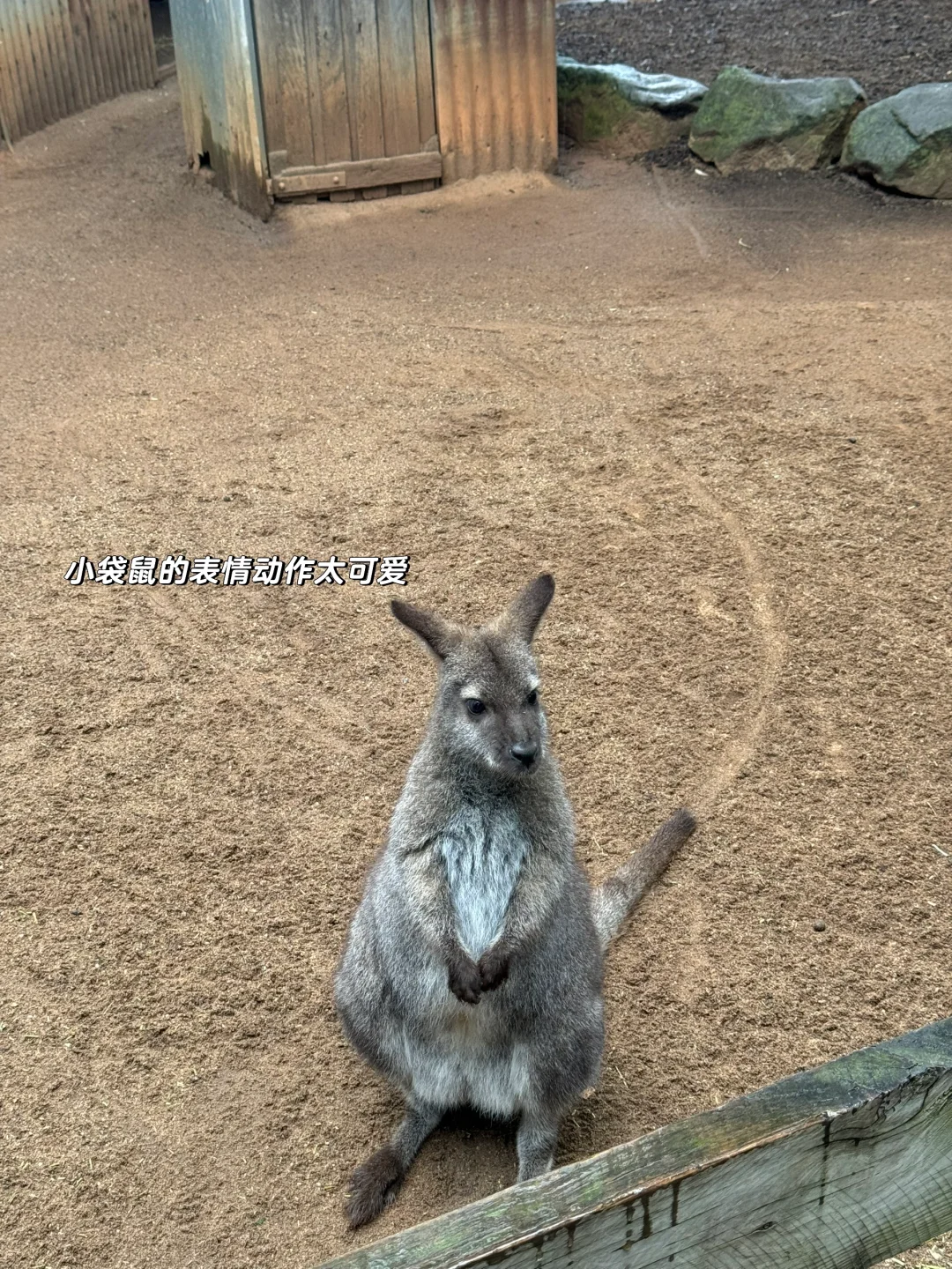 𝑺𝒚𝒅𝒏𝒆𝒚 𝑫𝒊𝒂𝒓𝒚🦘🇦🇺