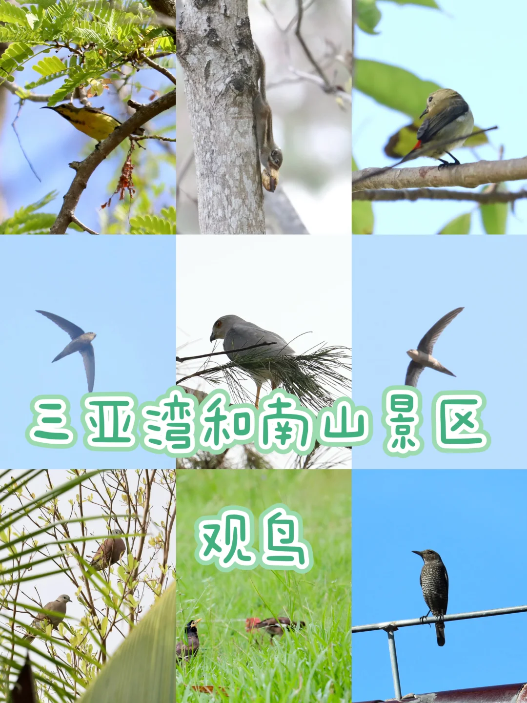 三亚观鸟：三亚湾和南山景区