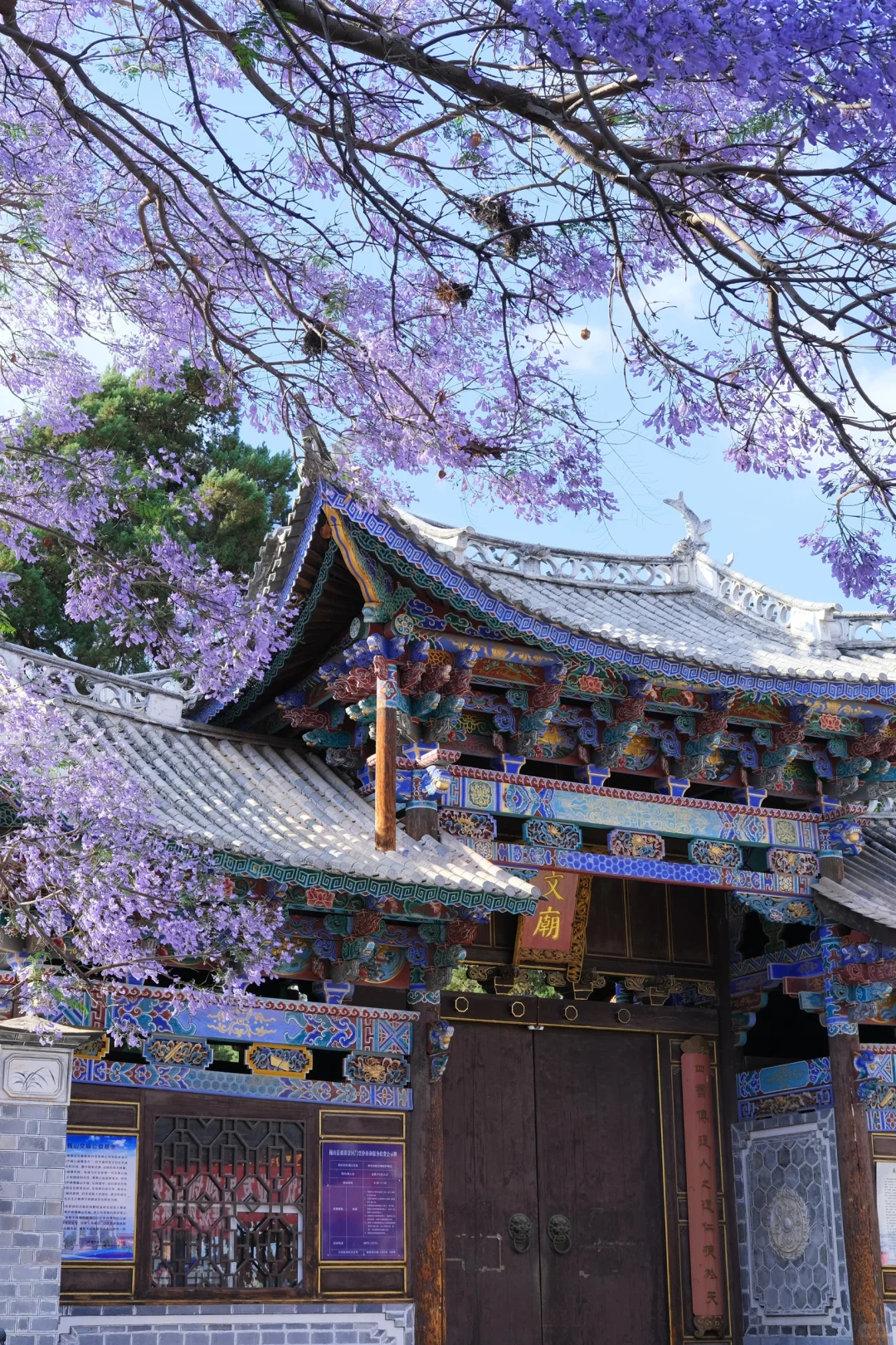 巍山古城｜蓝花楹盛开