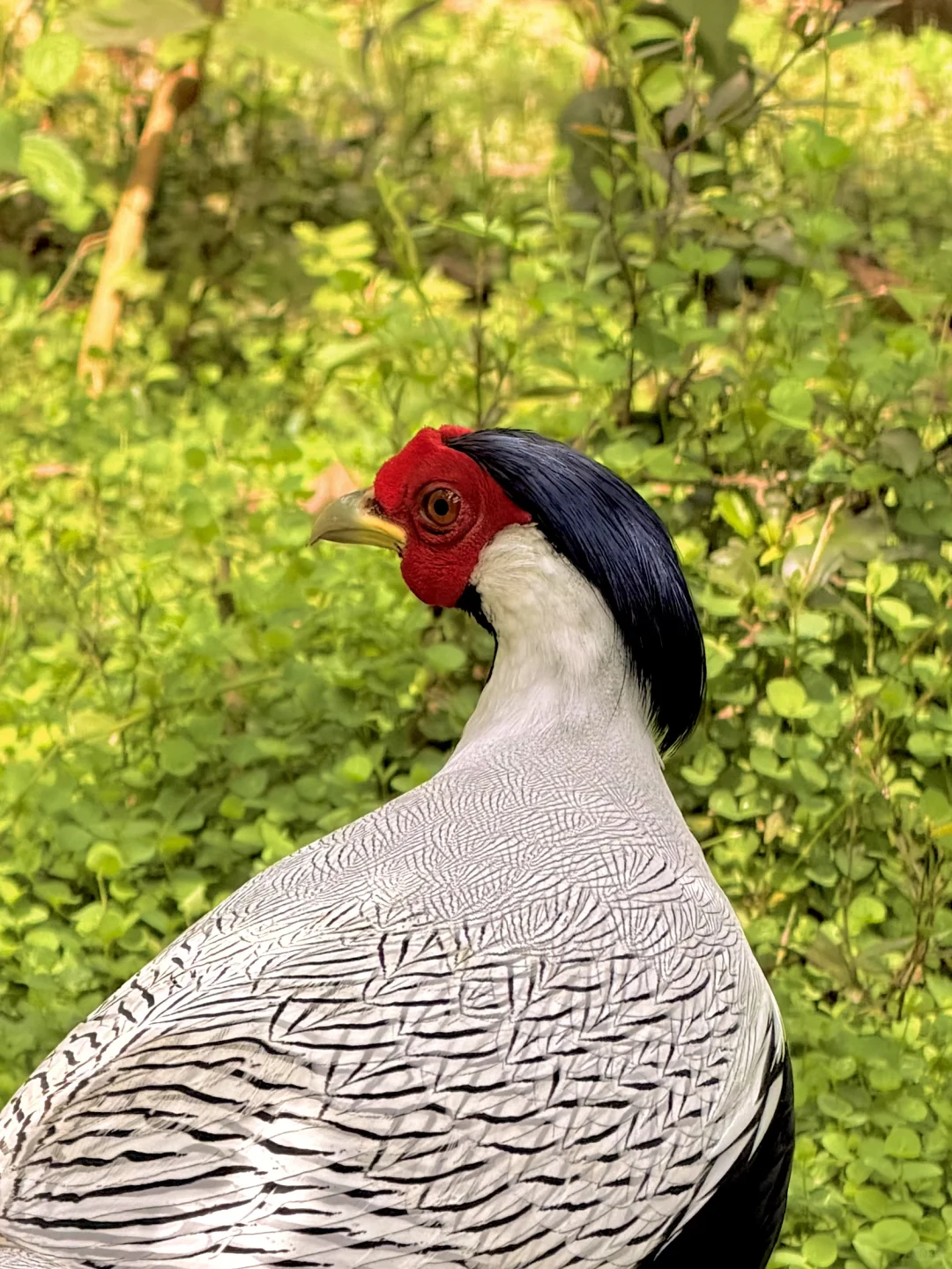 肇庆·七星岩·鼎湖山
