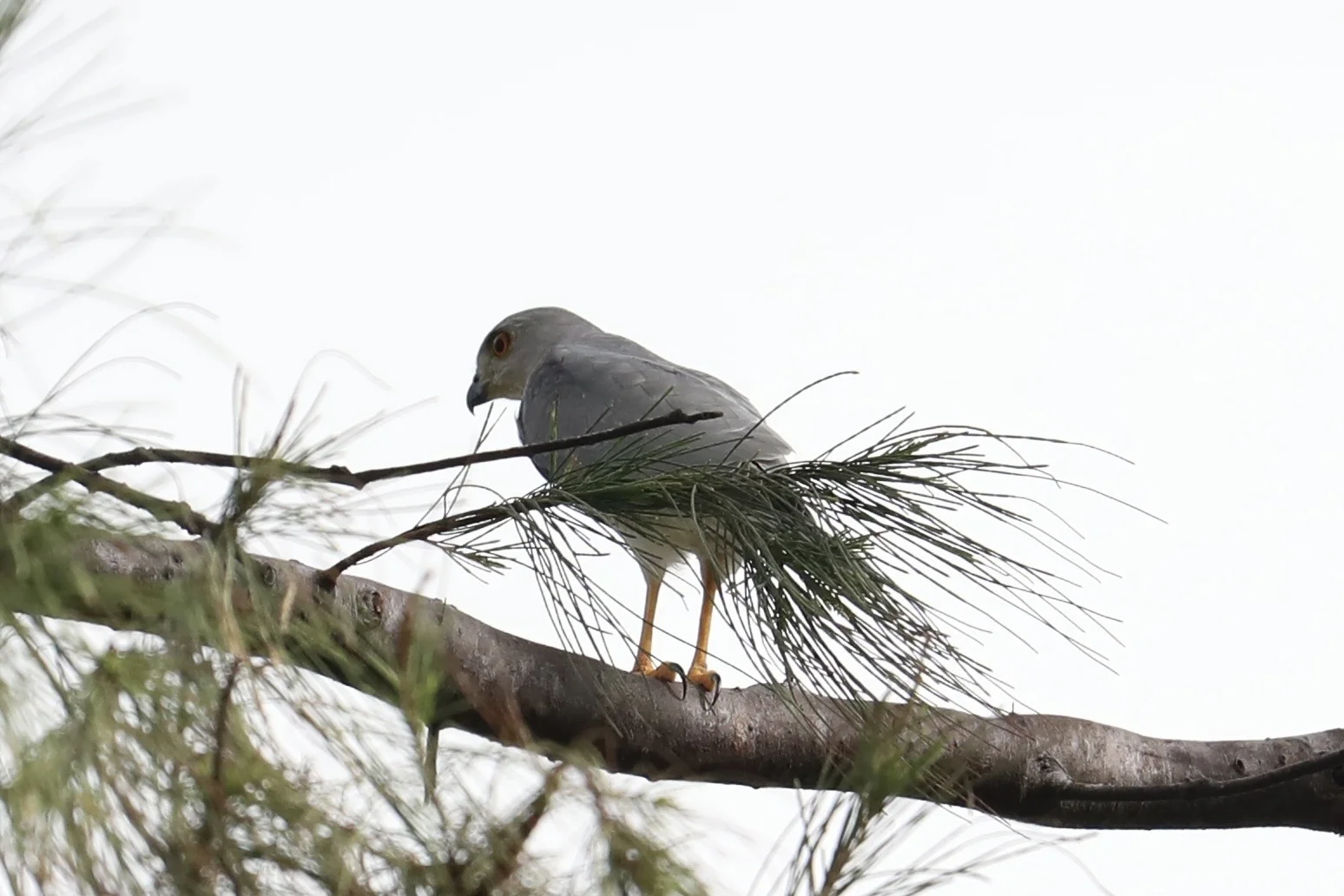 三亚观鸟：三亚湾和南山景区