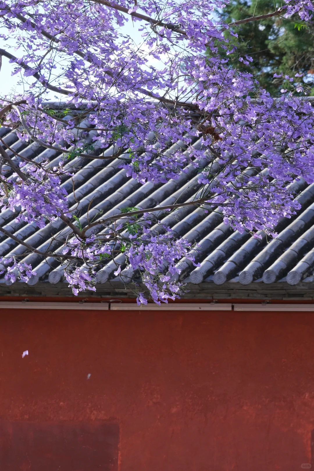巍山古城｜蓝花楹盛开