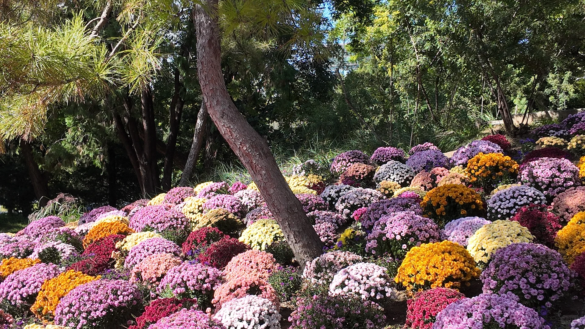 日坛公园菊花谷
