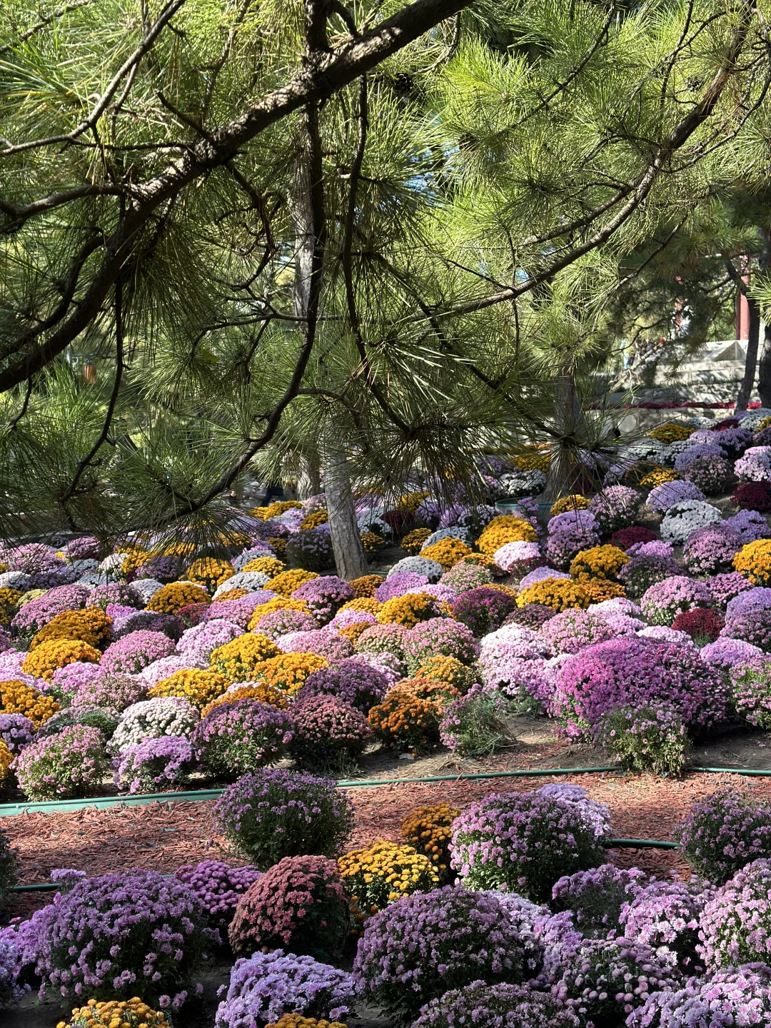 日坛公园菊花谷