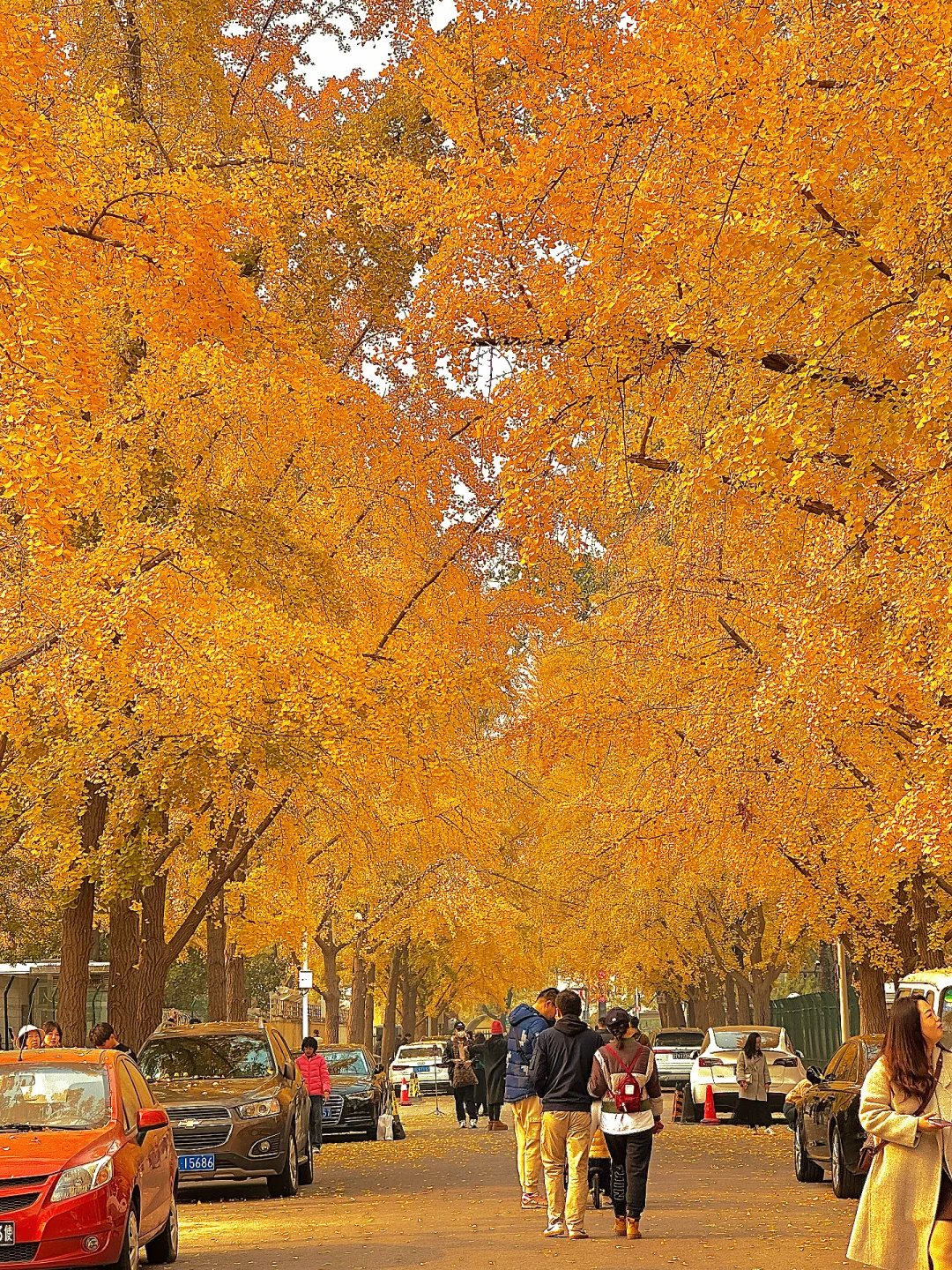 北平之秋已上线！北京必逛的8️⃣条赏秋路线！