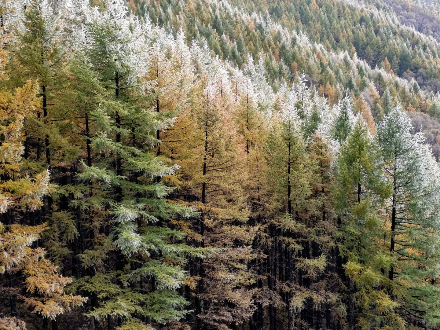 不是大兴安岭，是石家庄！