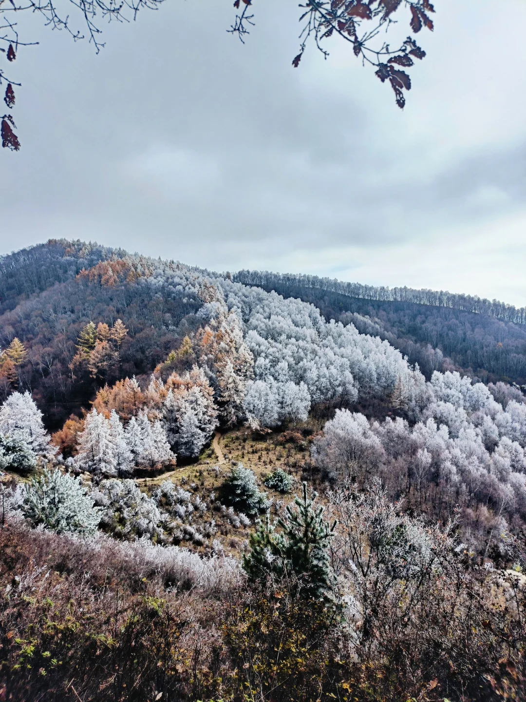 不是大兴安岭，是石家庄！