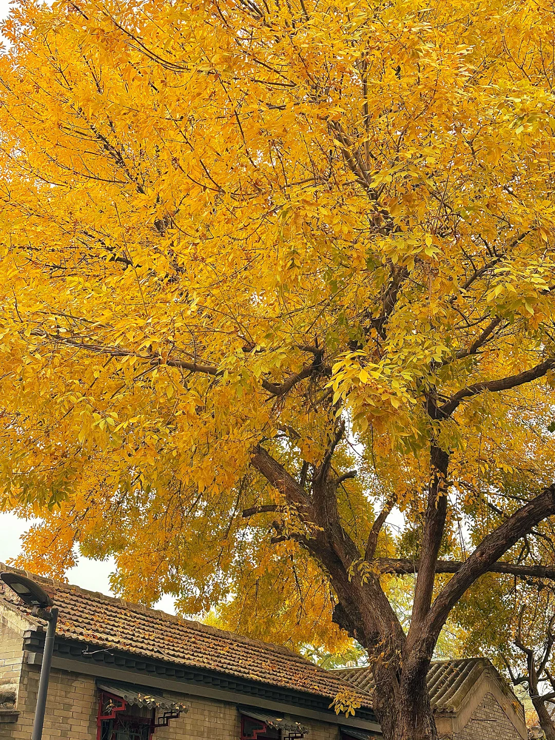 北平之秋已上线！北京必逛的8️⃣条赏秋路线！