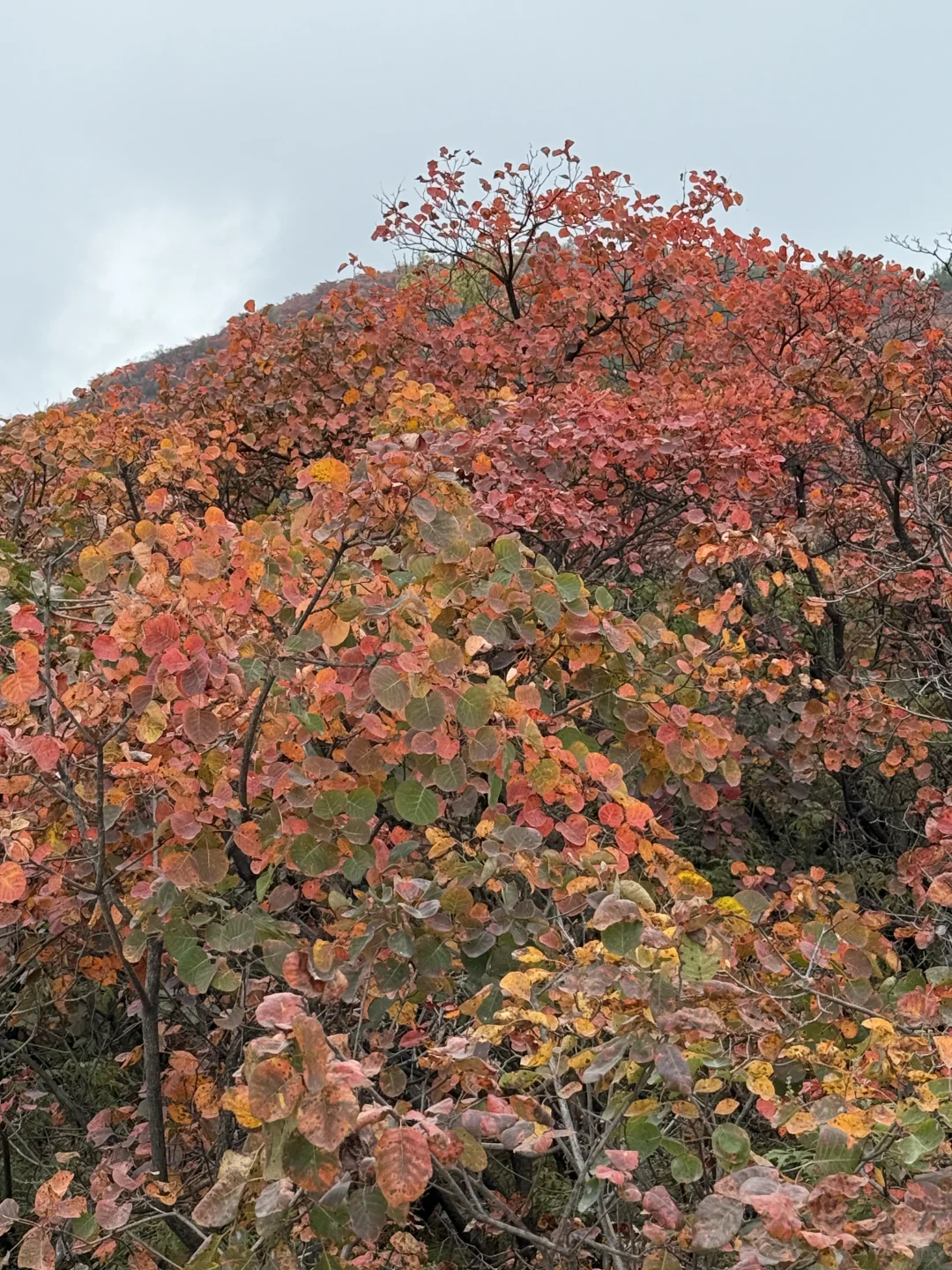 嵩山少林红叶🍁 太美啦！
