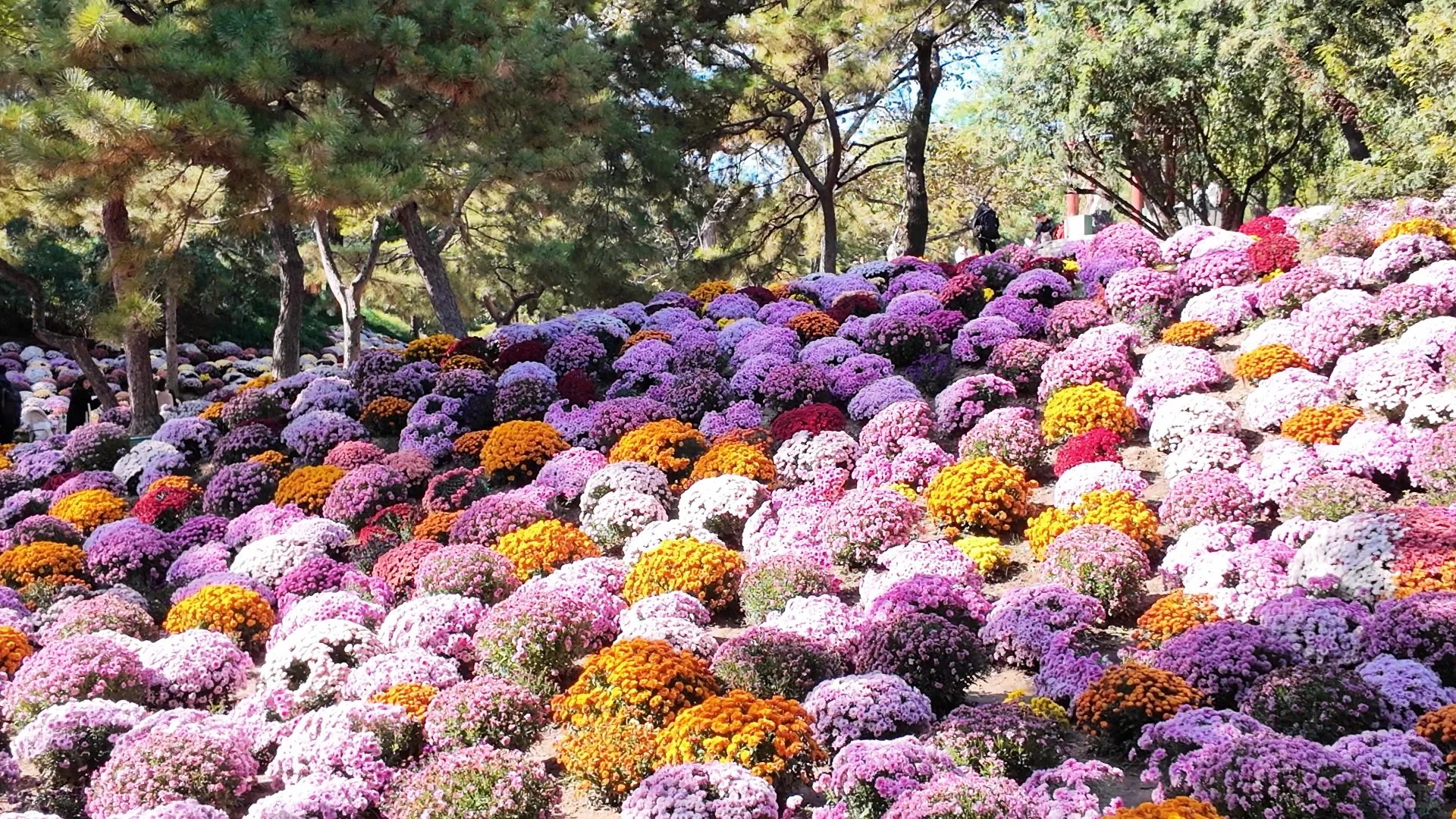 日坛公园菊花谷