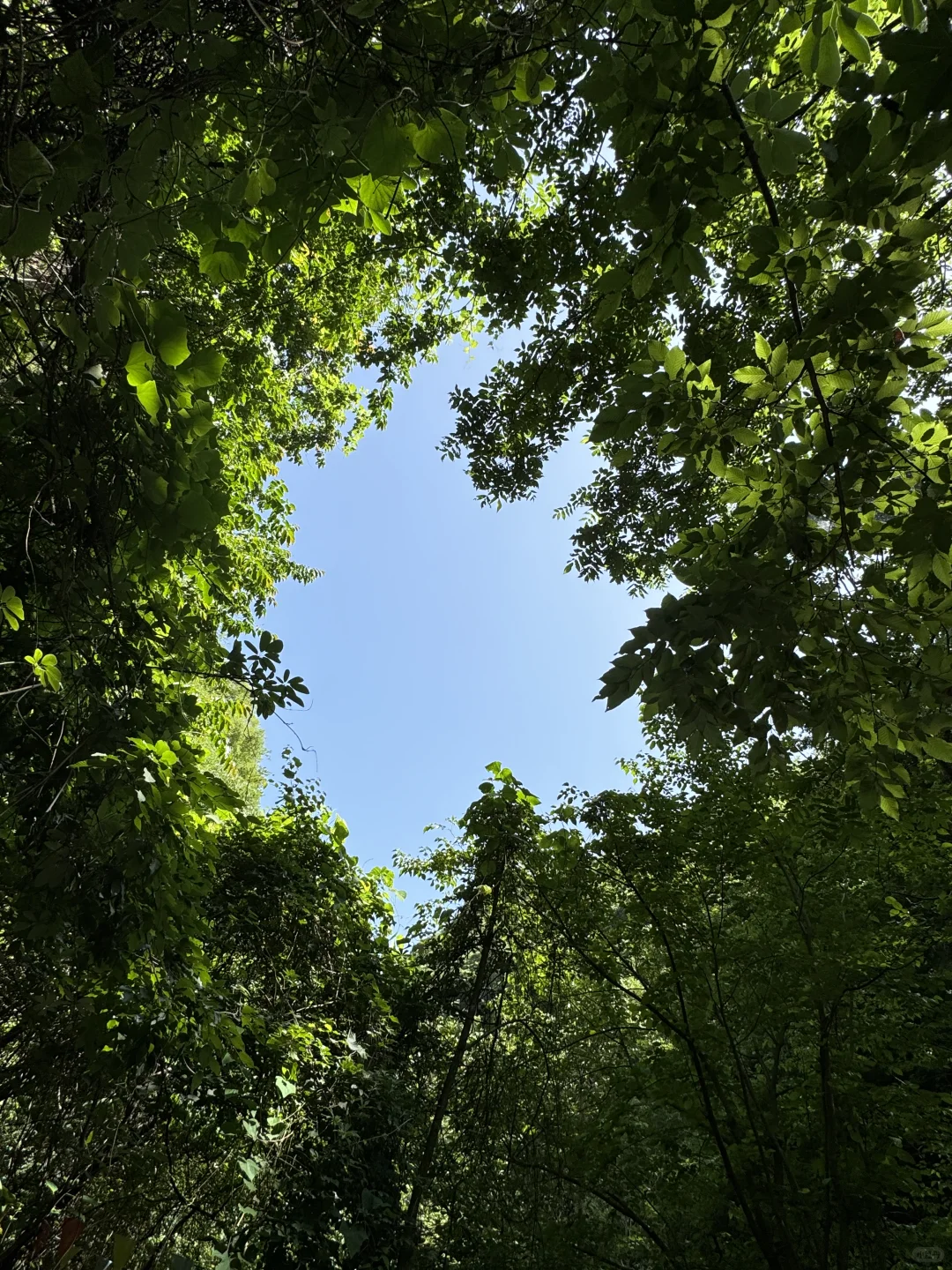被山林包围的小溪流！太绝了！