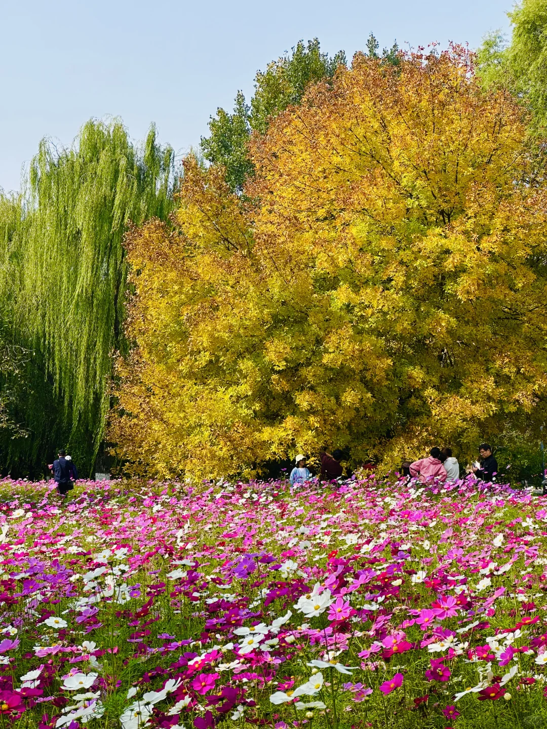 北平之秋已上线！北京必逛的8️⃣条赏秋路线！