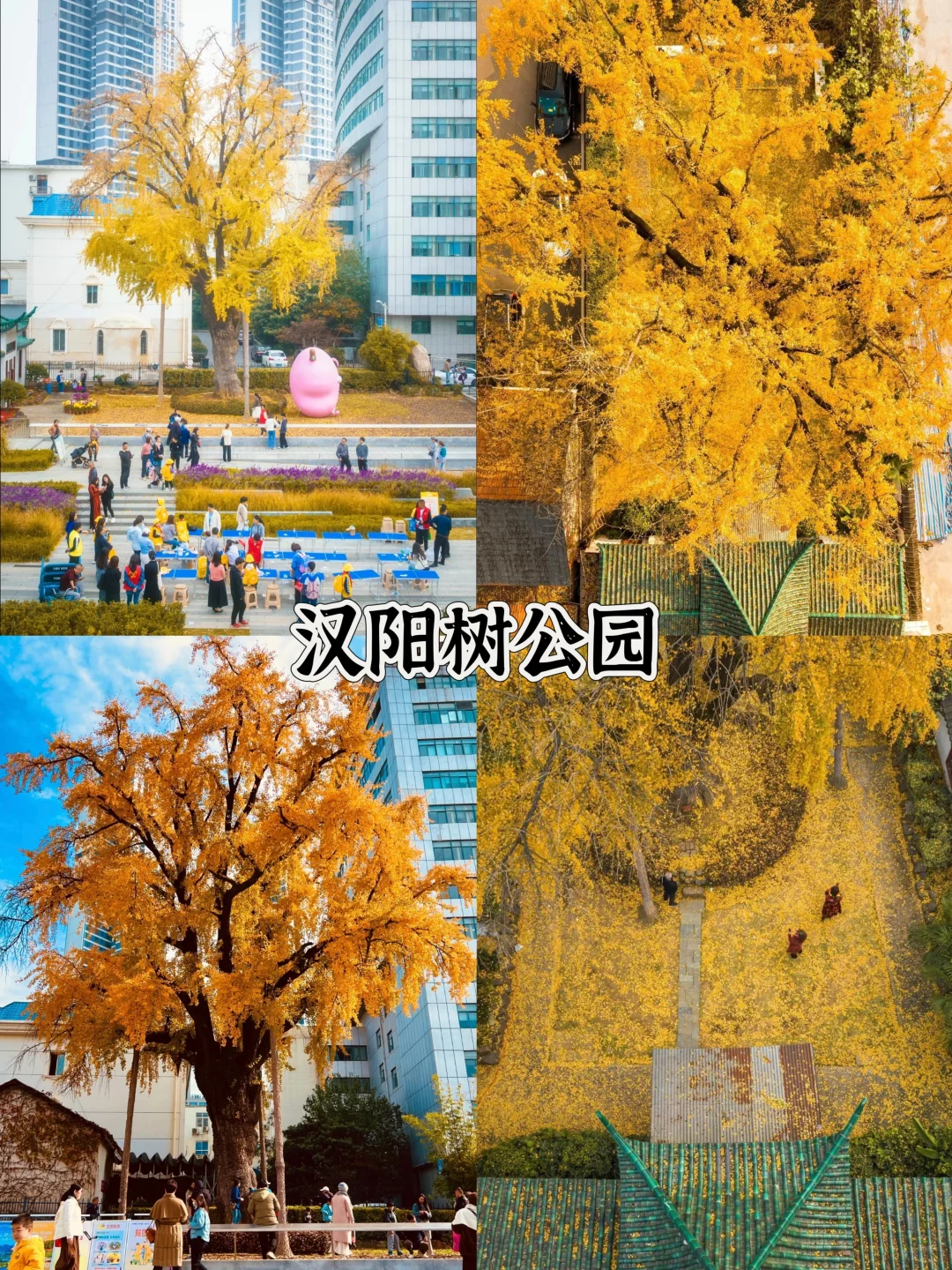 2025武汉赏秋8大打卡地！