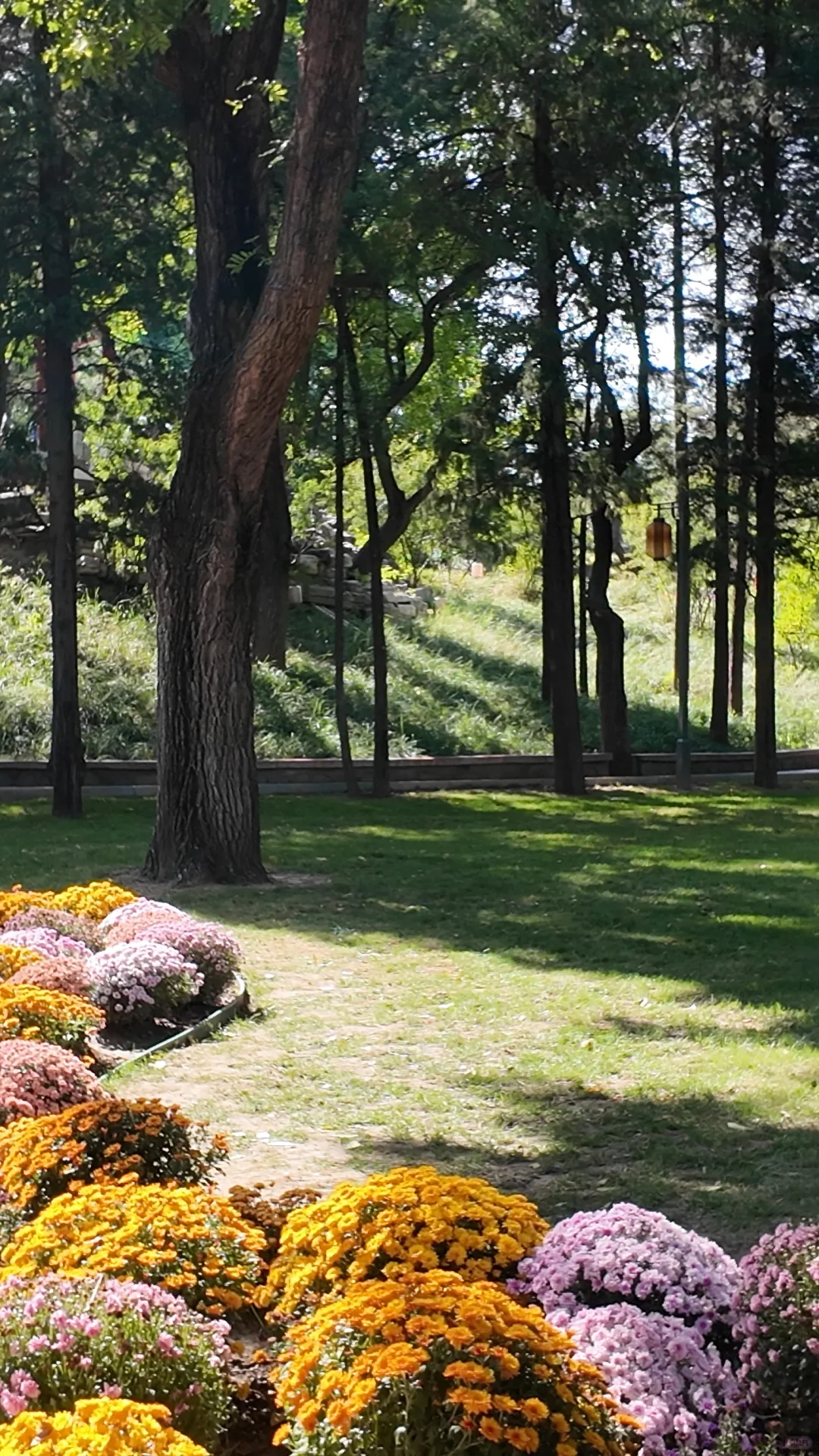 日坛公园菊花谷