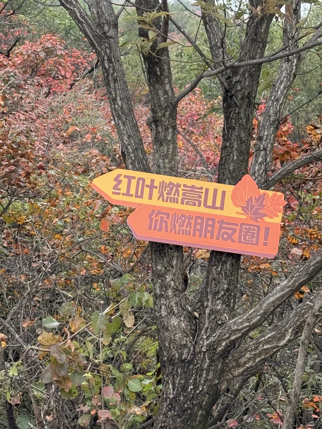 嵩山少林红叶🍁 太美啦！