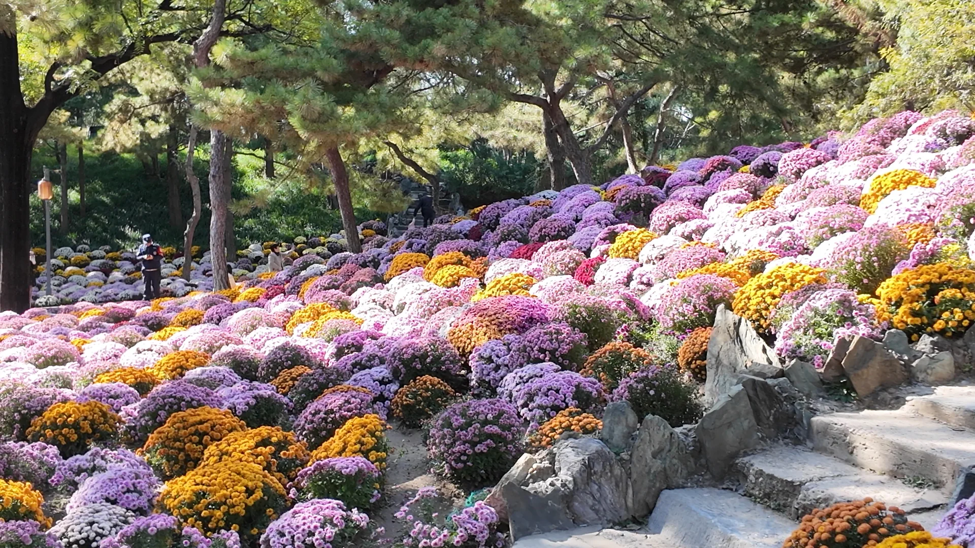 日坛公园菊花谷