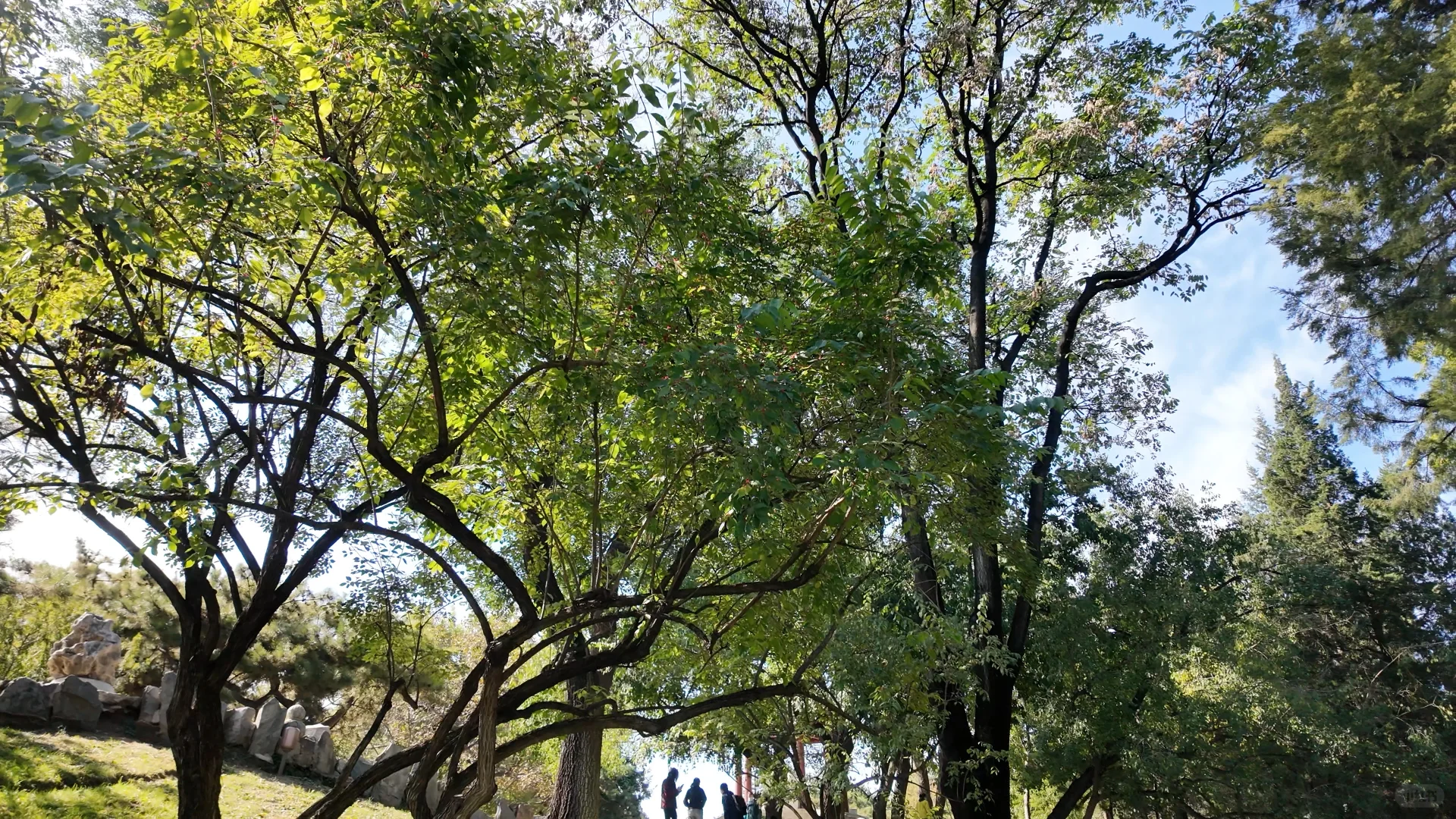 日坛公园菊花谷