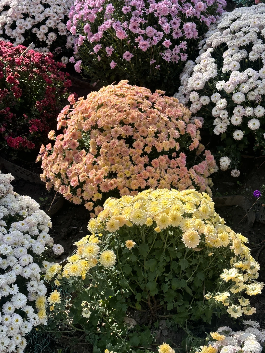 日坛公园菊花谷