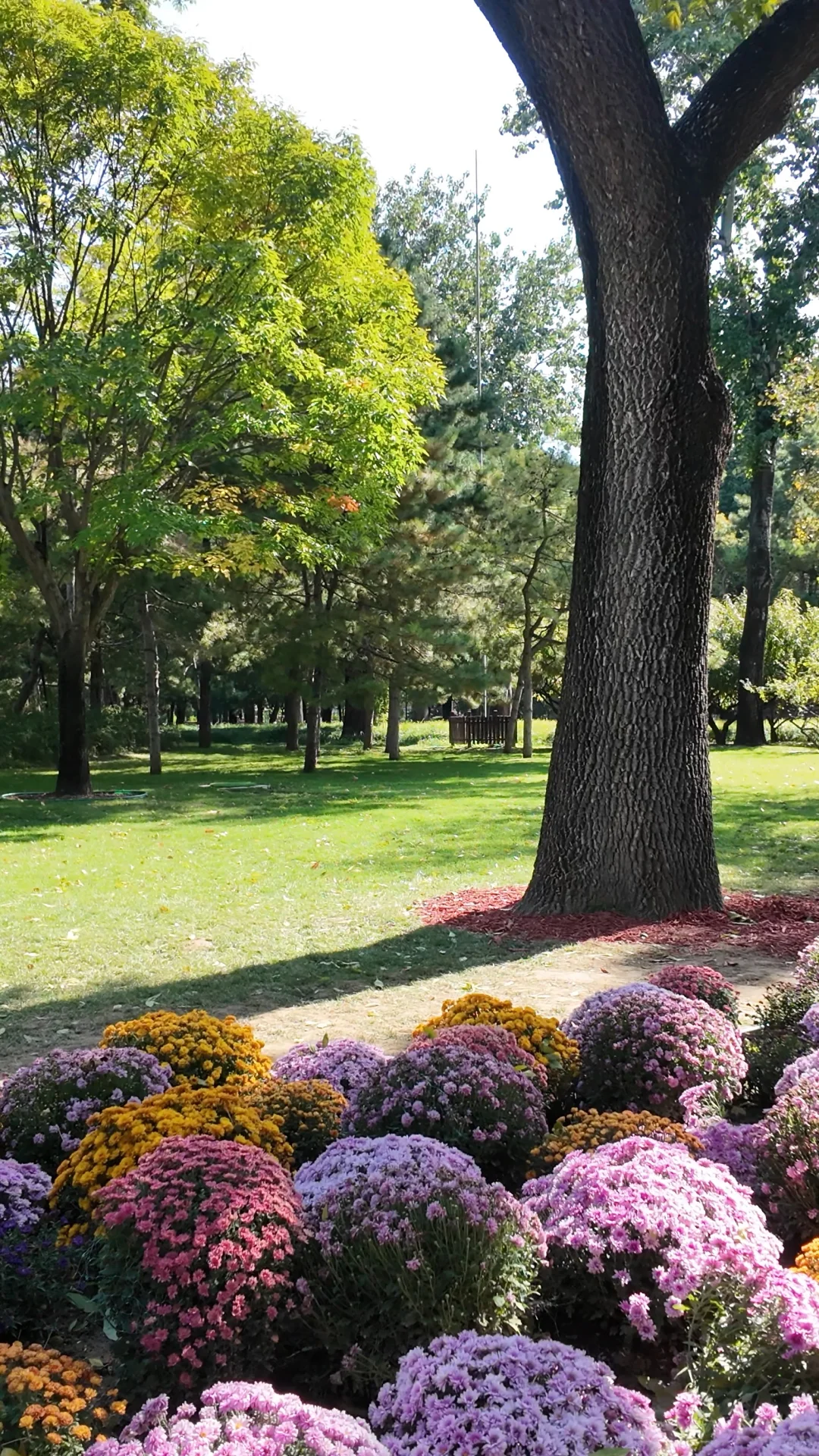 日坛公园菊花谷