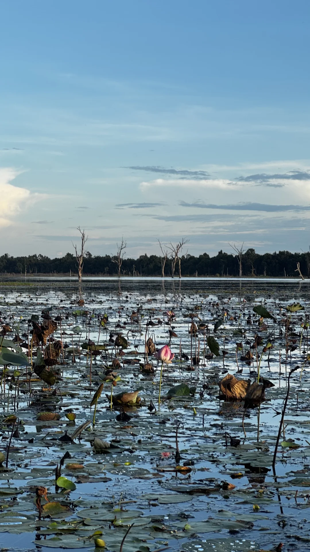 为什么没人推荐国庆来暹粒啊
