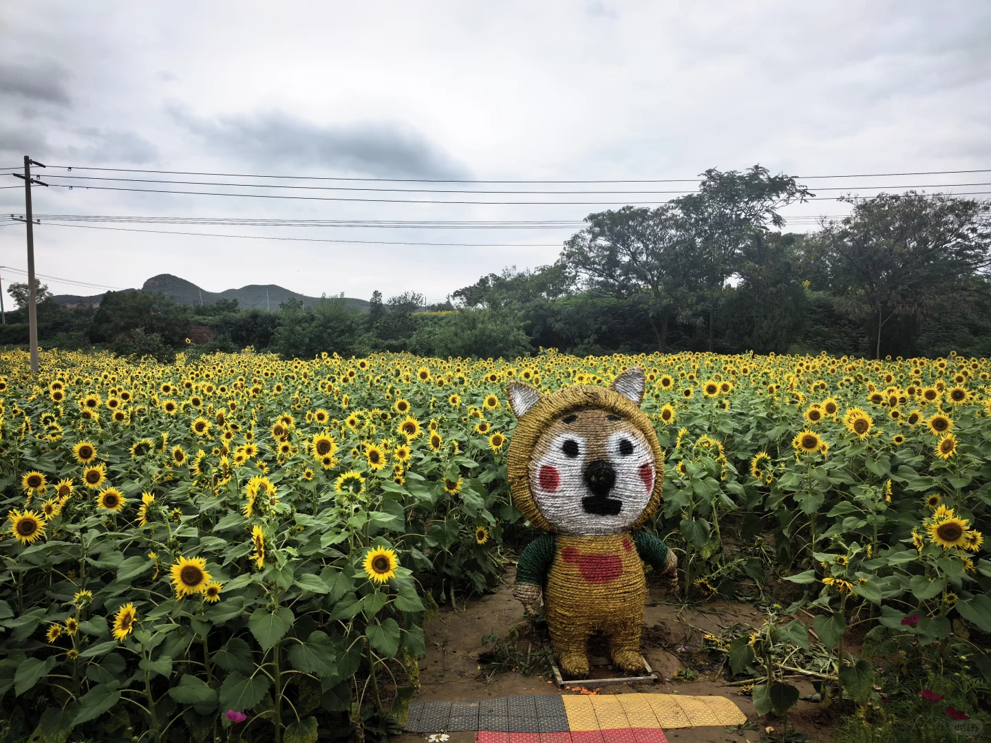 不知道去哪里玩,邯郸免费景点千亩花海