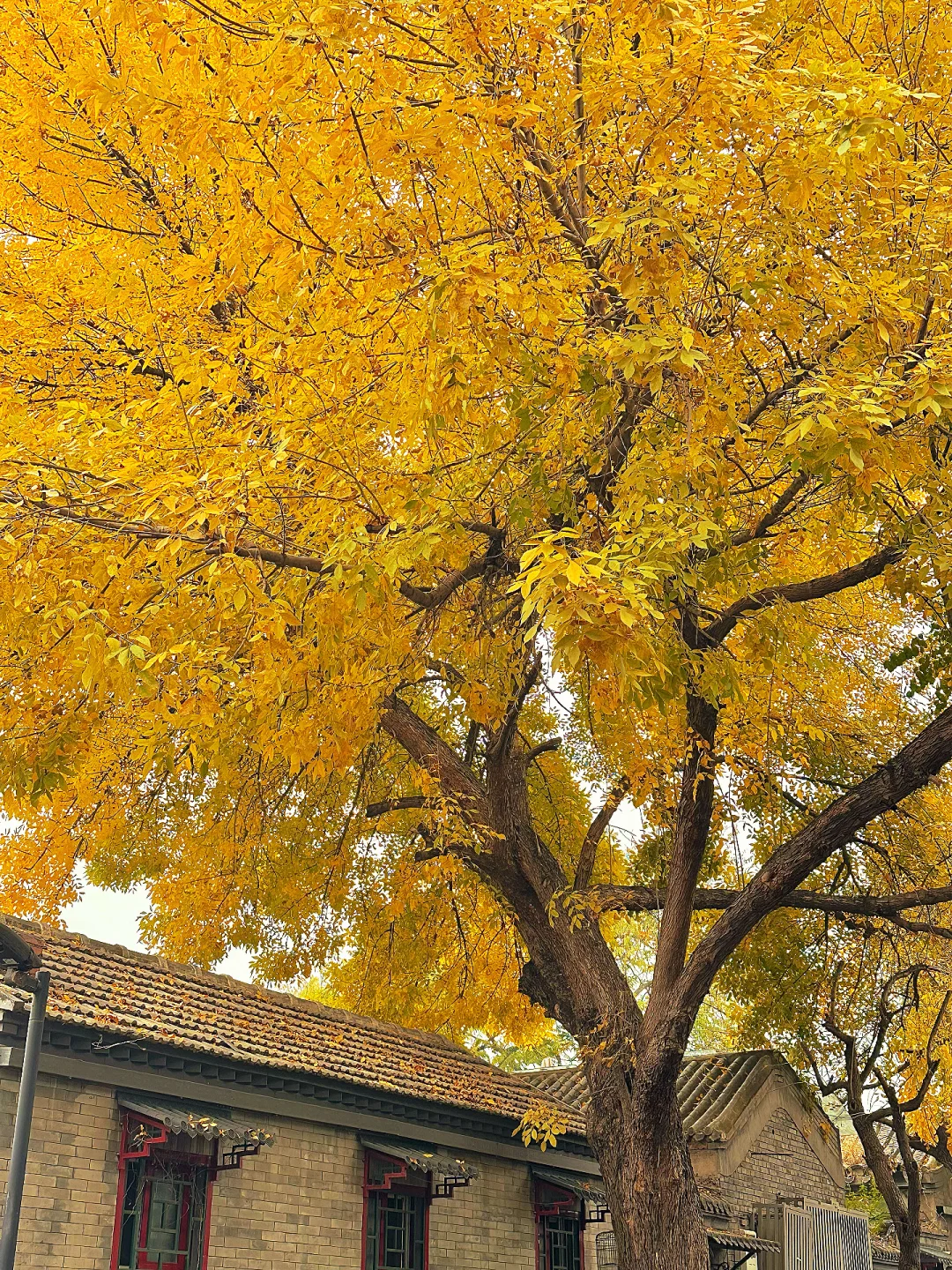 北平之秋已上线！北京必逛的8️⃣条赏秋路线！